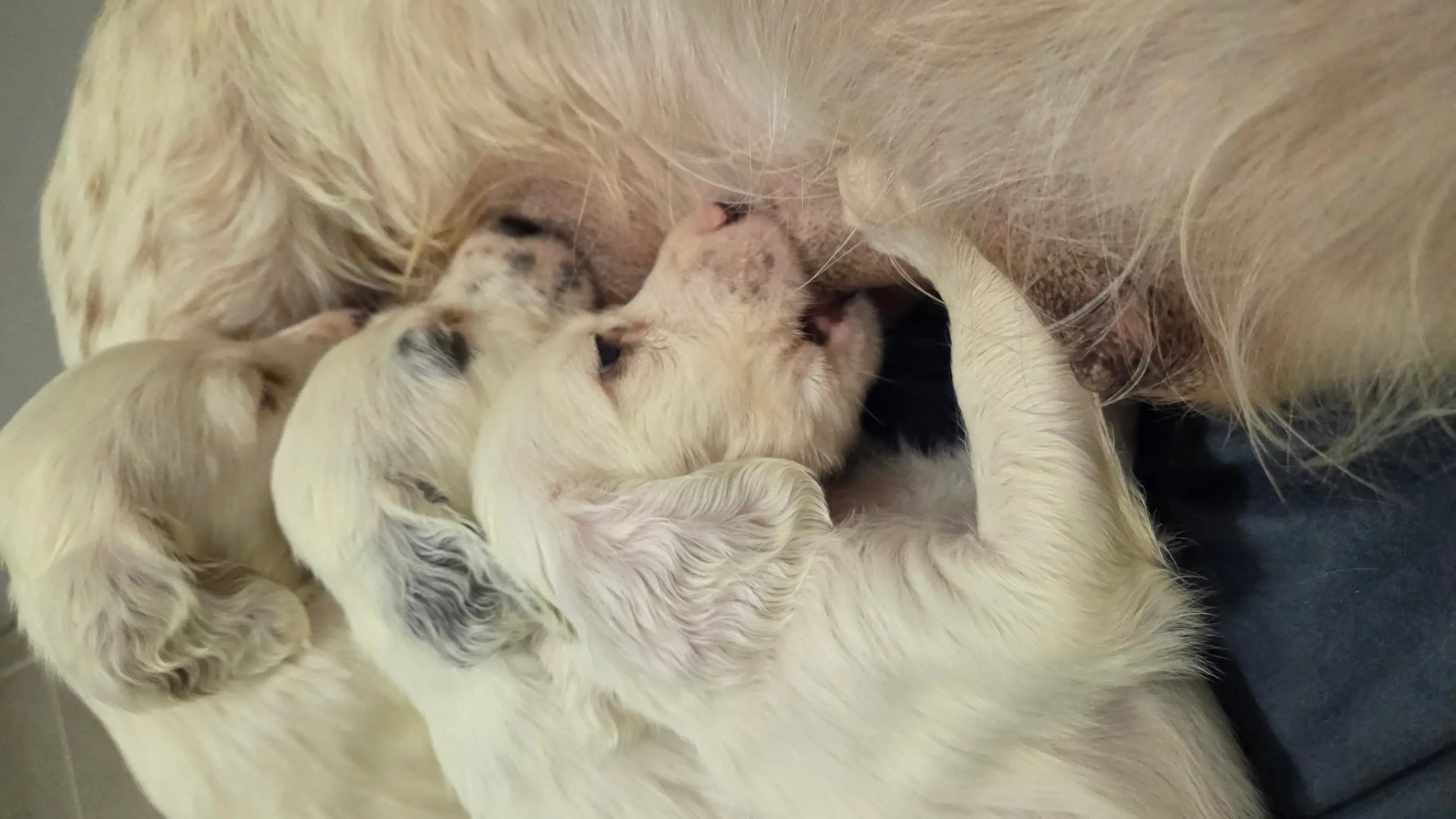 9 Valper - Engelsk Setter