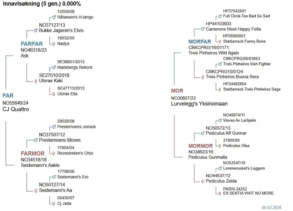 6 Valper - Dachshund Strihåret