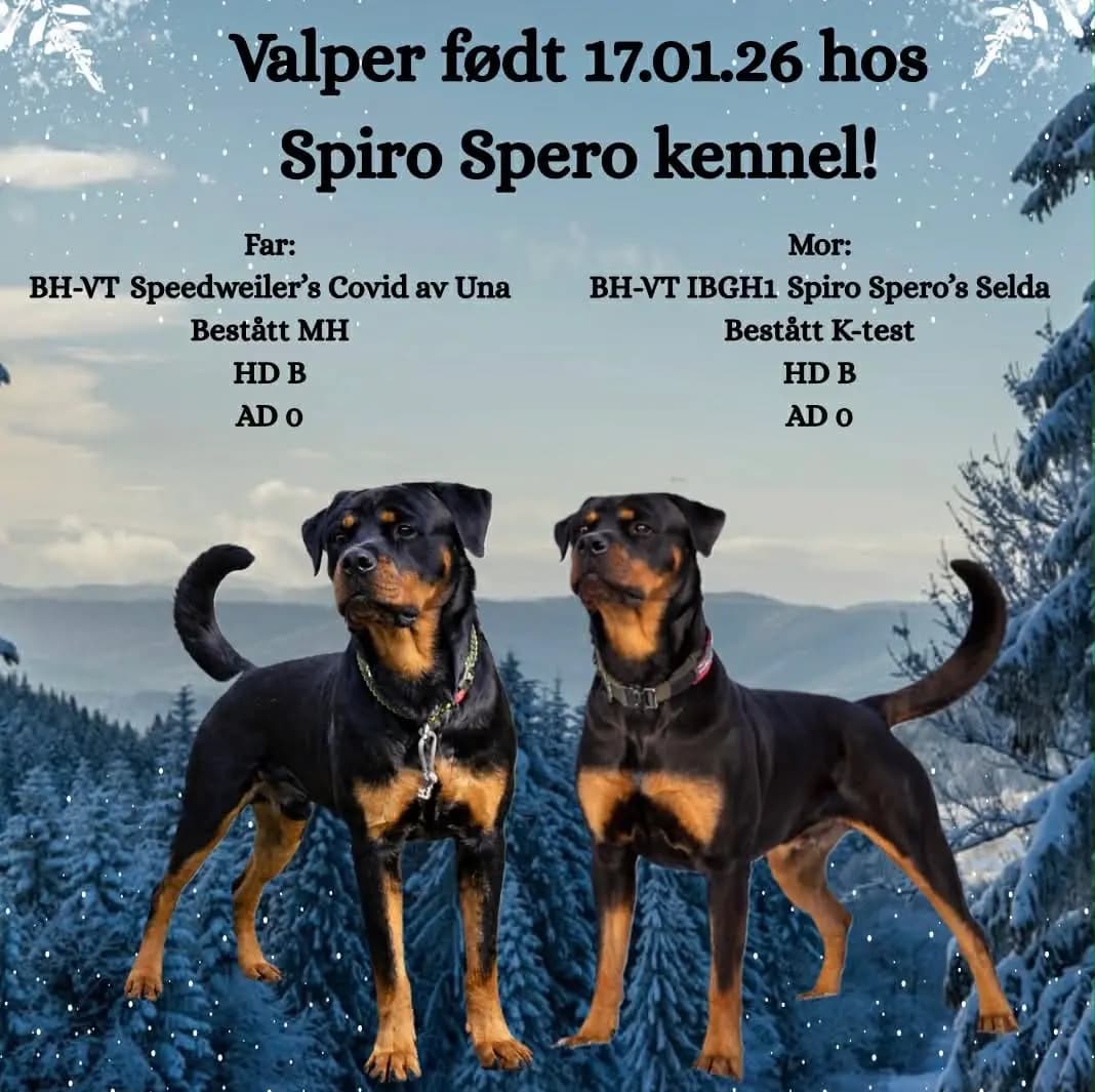 10 Valper - Rottweiler