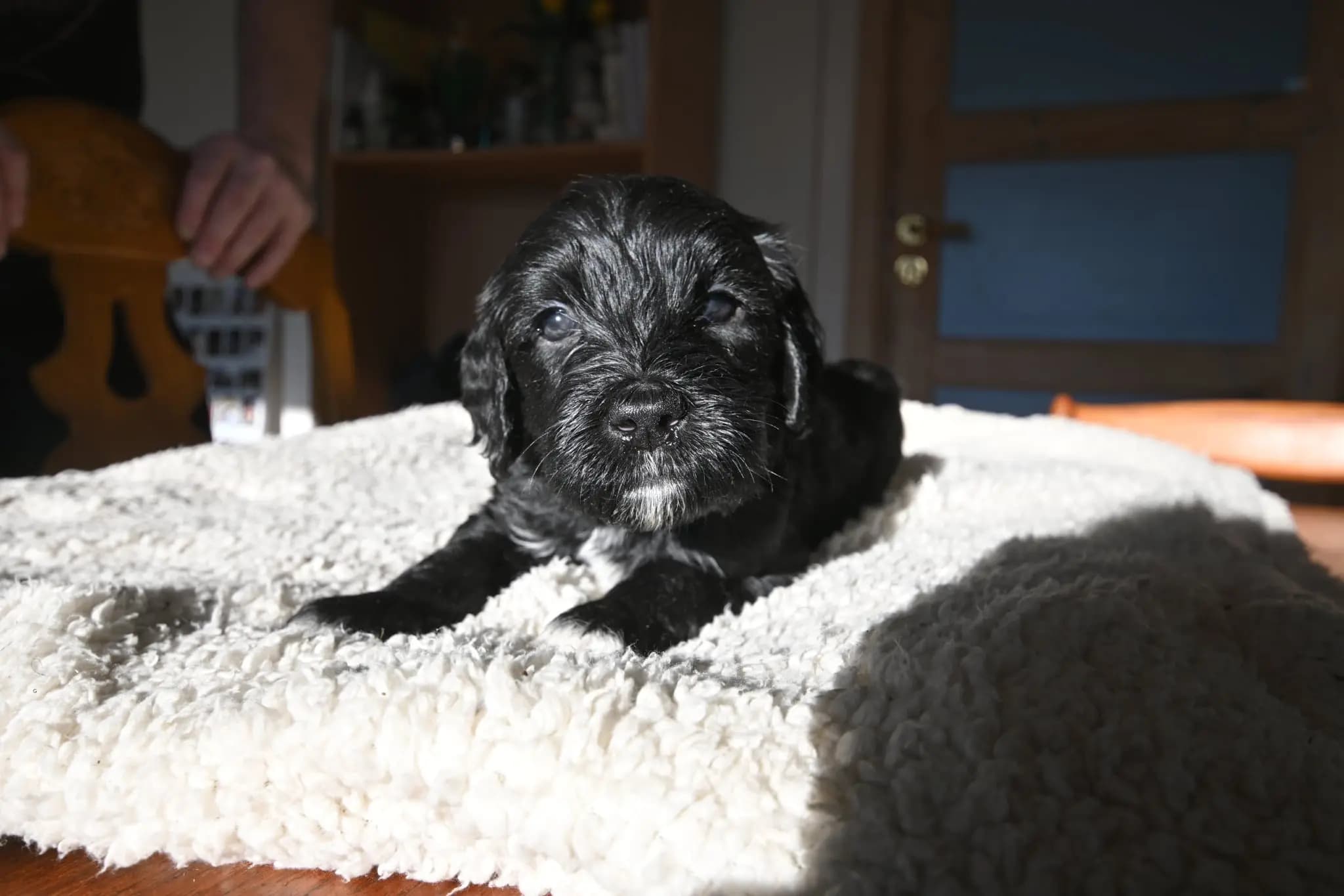 10 Valper - Portugisisk Vannhund