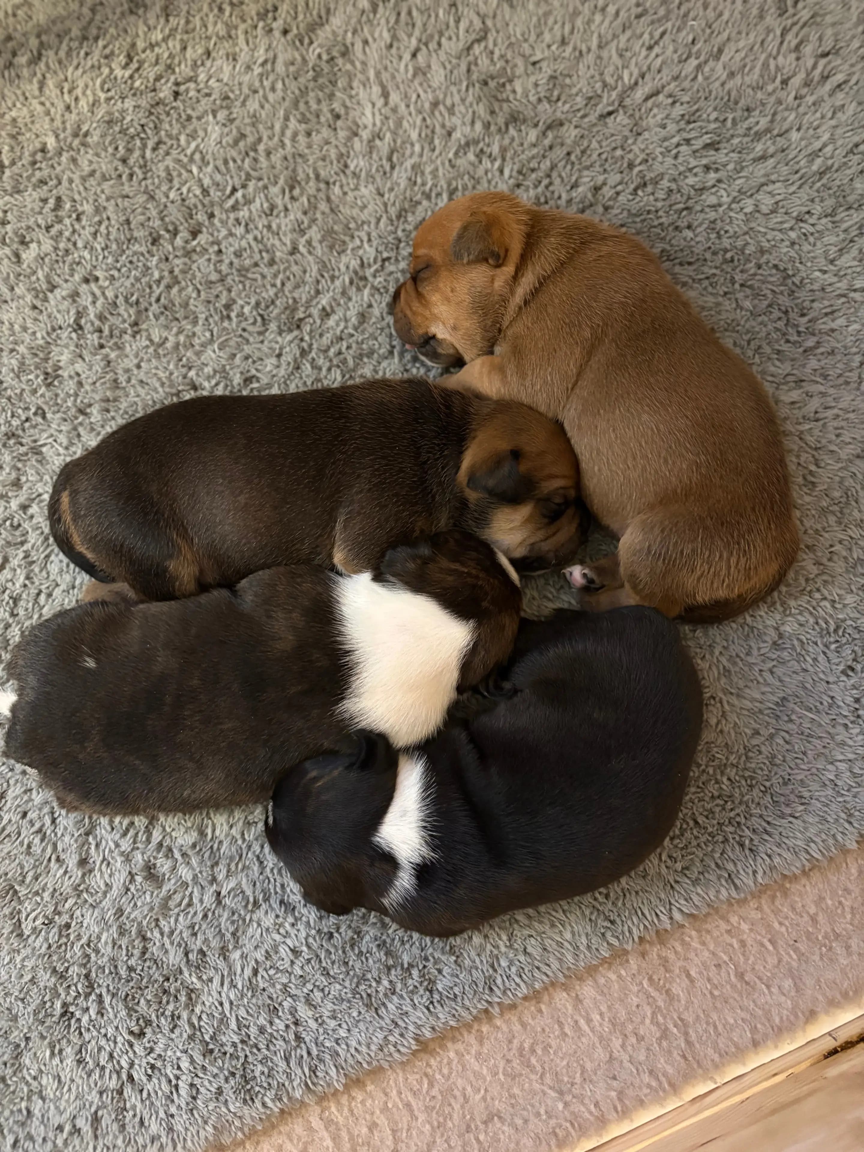 4 Valper - Staffordshire Bull Terrier