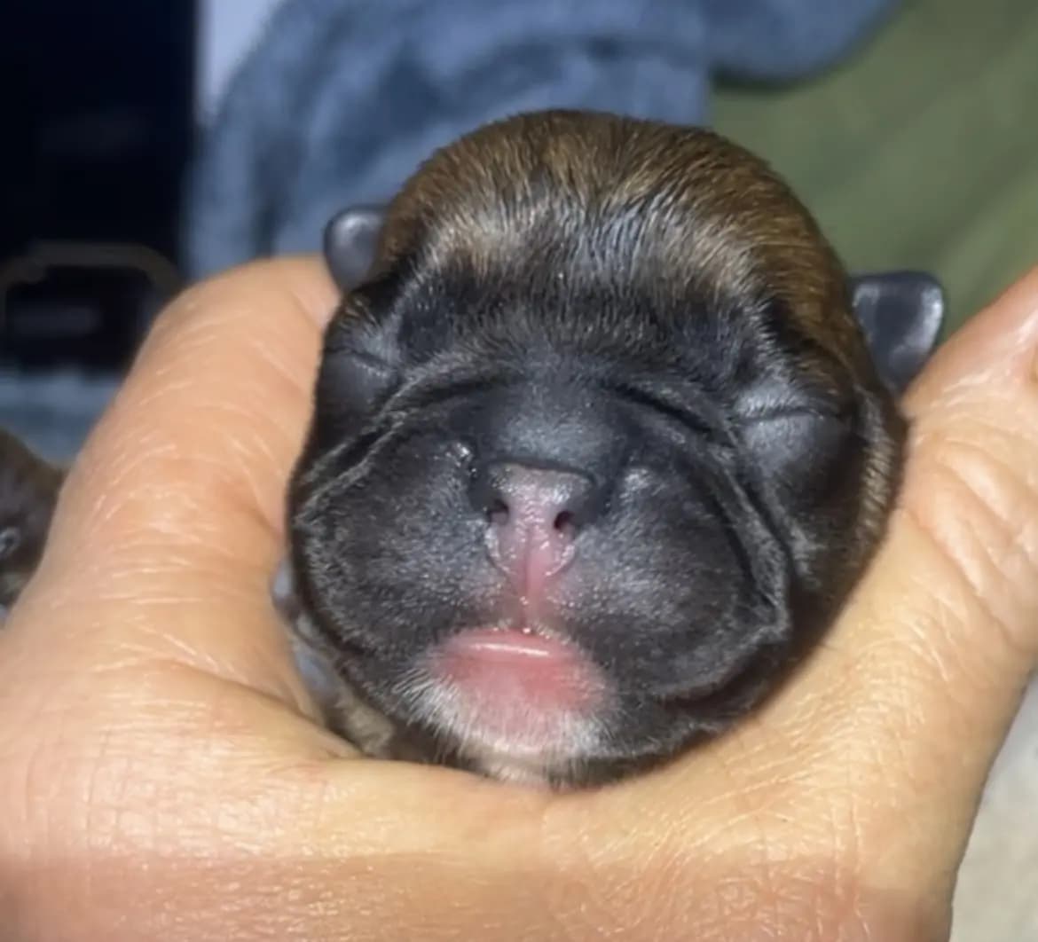 5 Valper - Fransk Bulldog