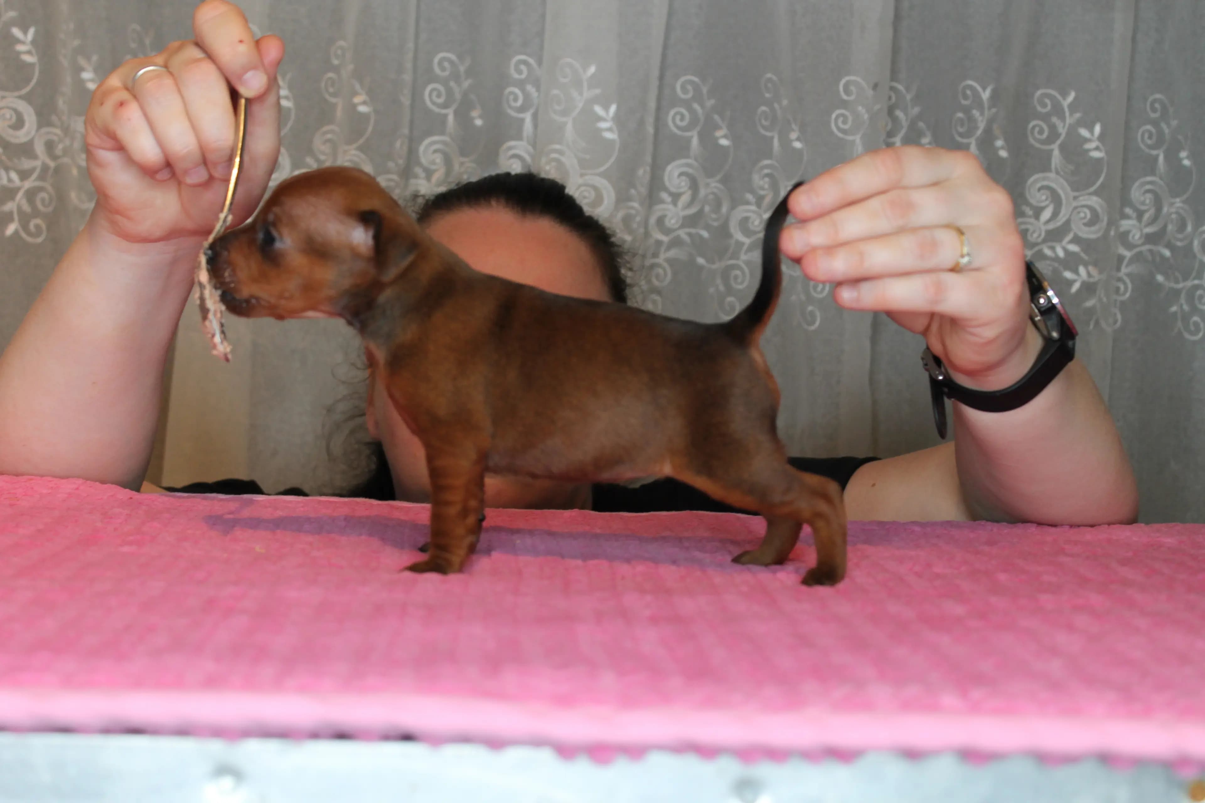 3 Valper - Dvergpinscher