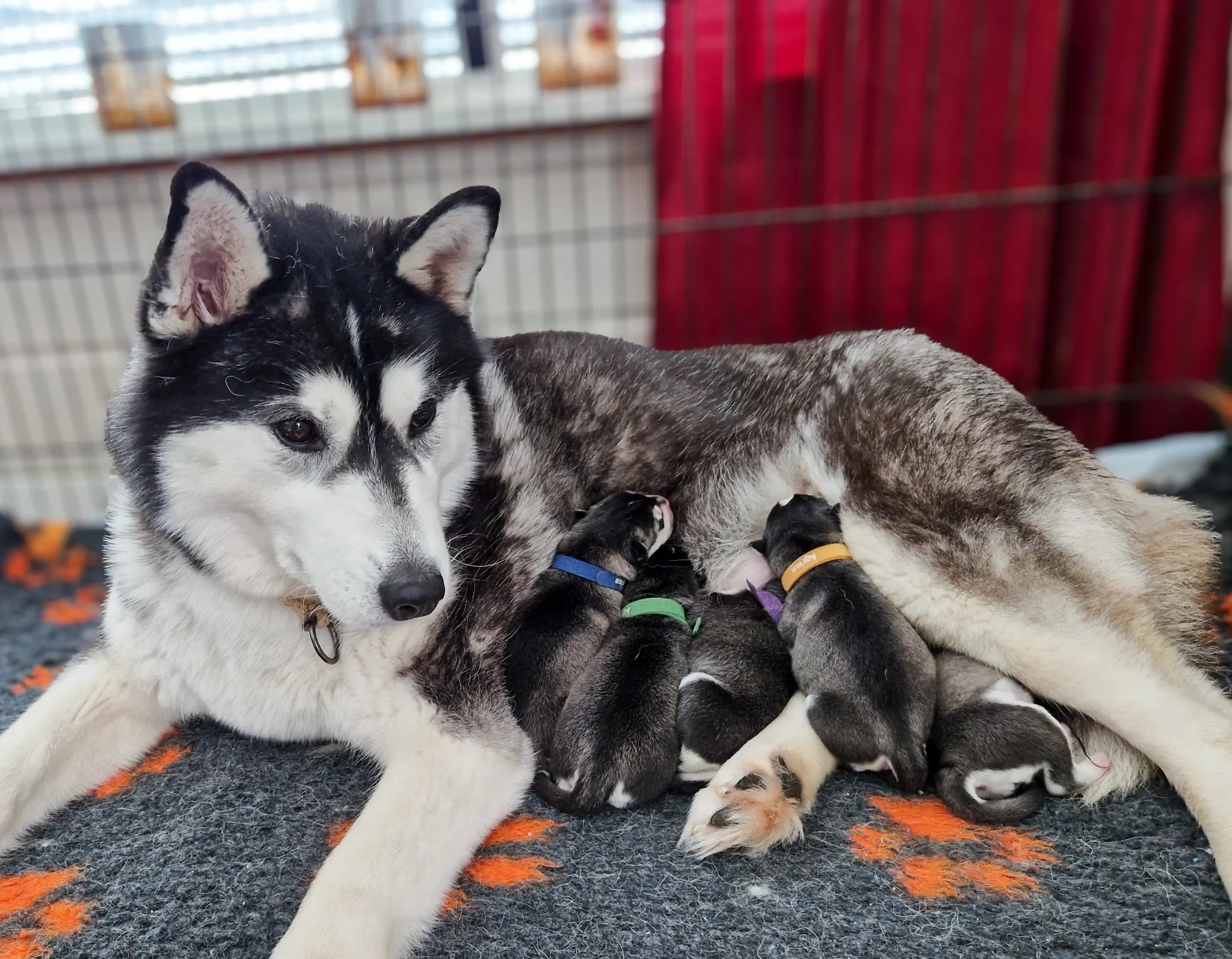 5 Valper - Siberian Husky