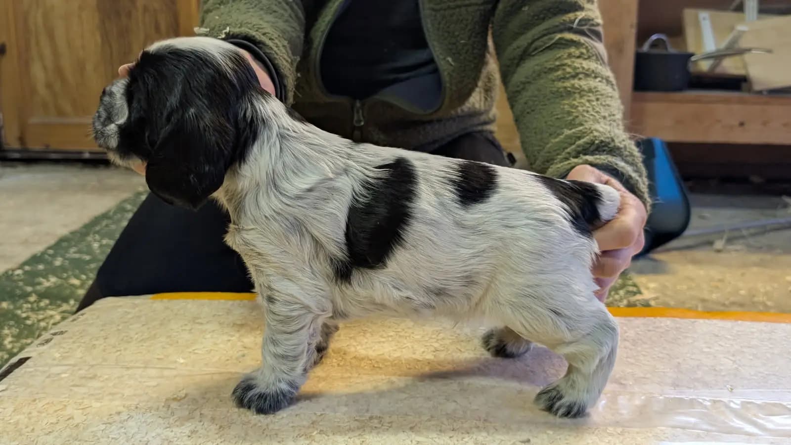 9 Valper - Cocker Spaniel