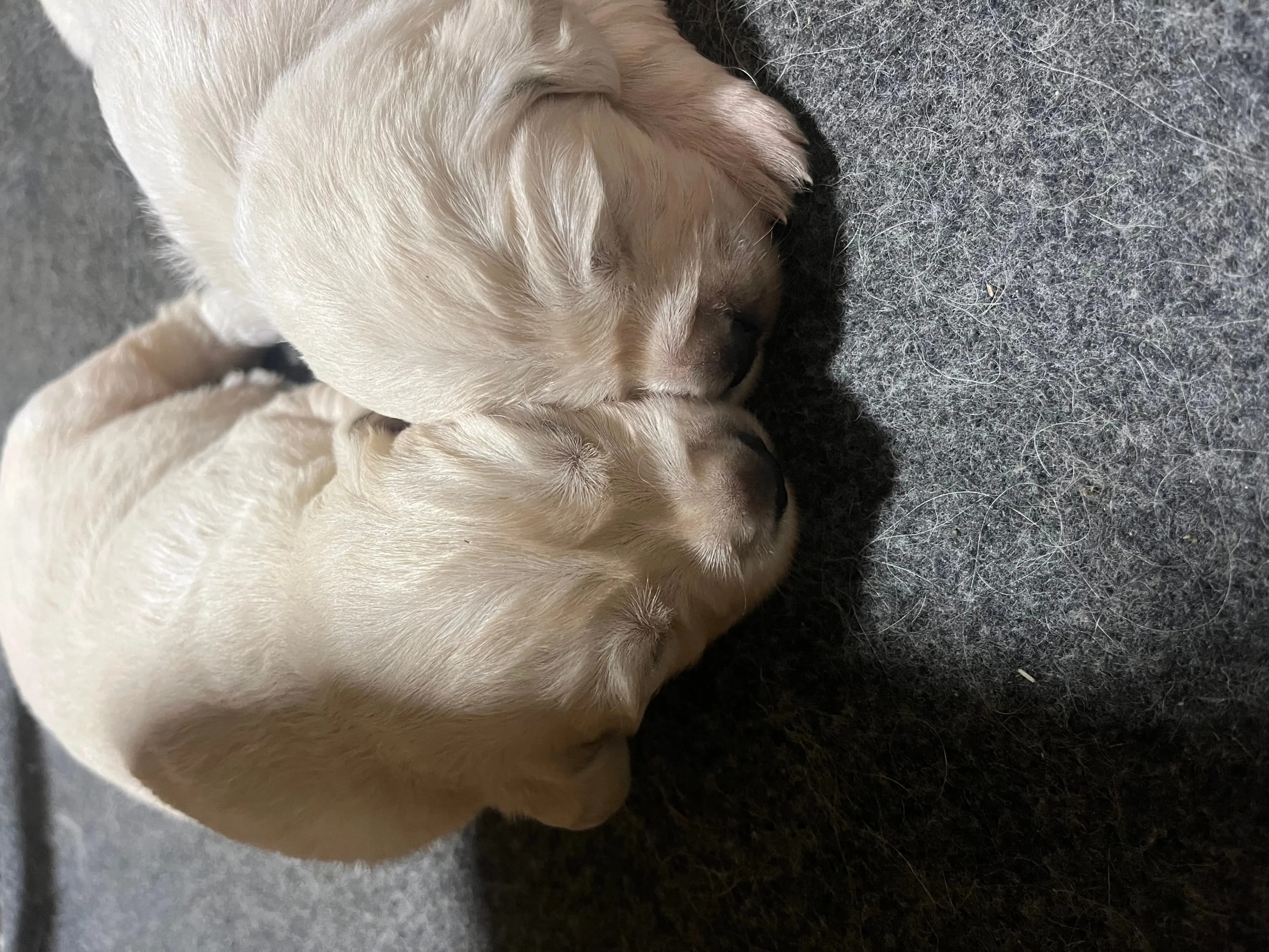 6 Valper - Golden Retriever