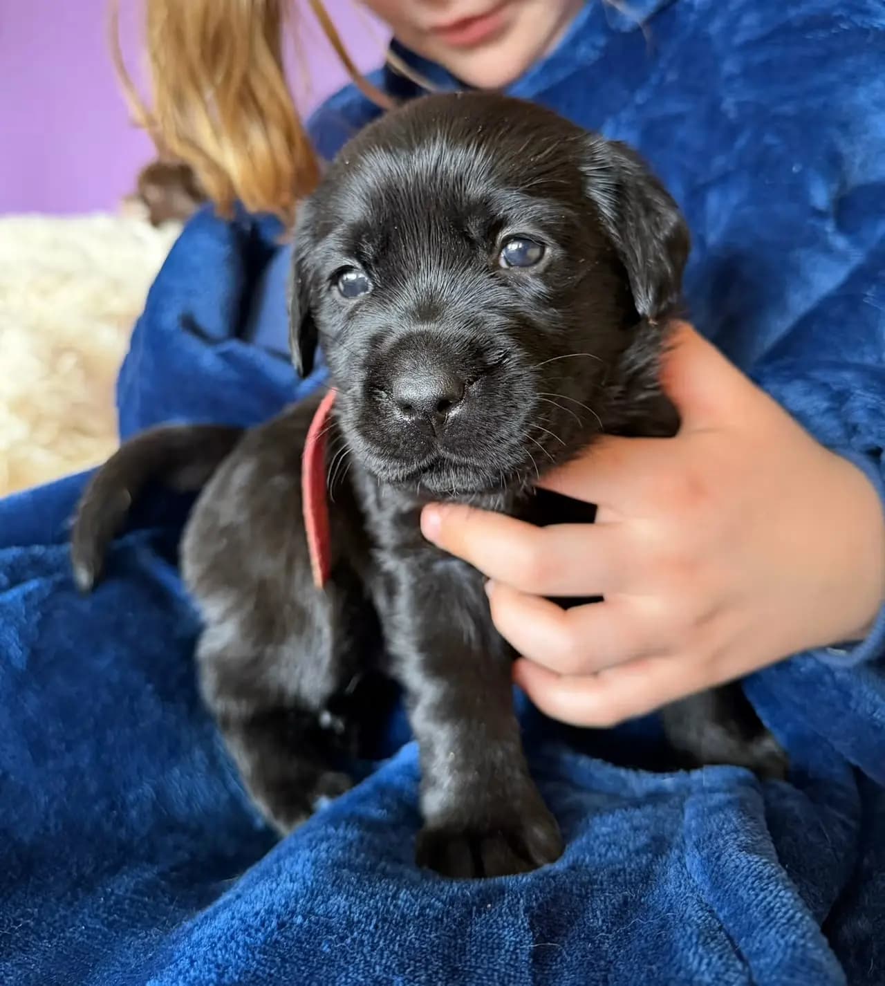 7 Valper - Labrador Retriever