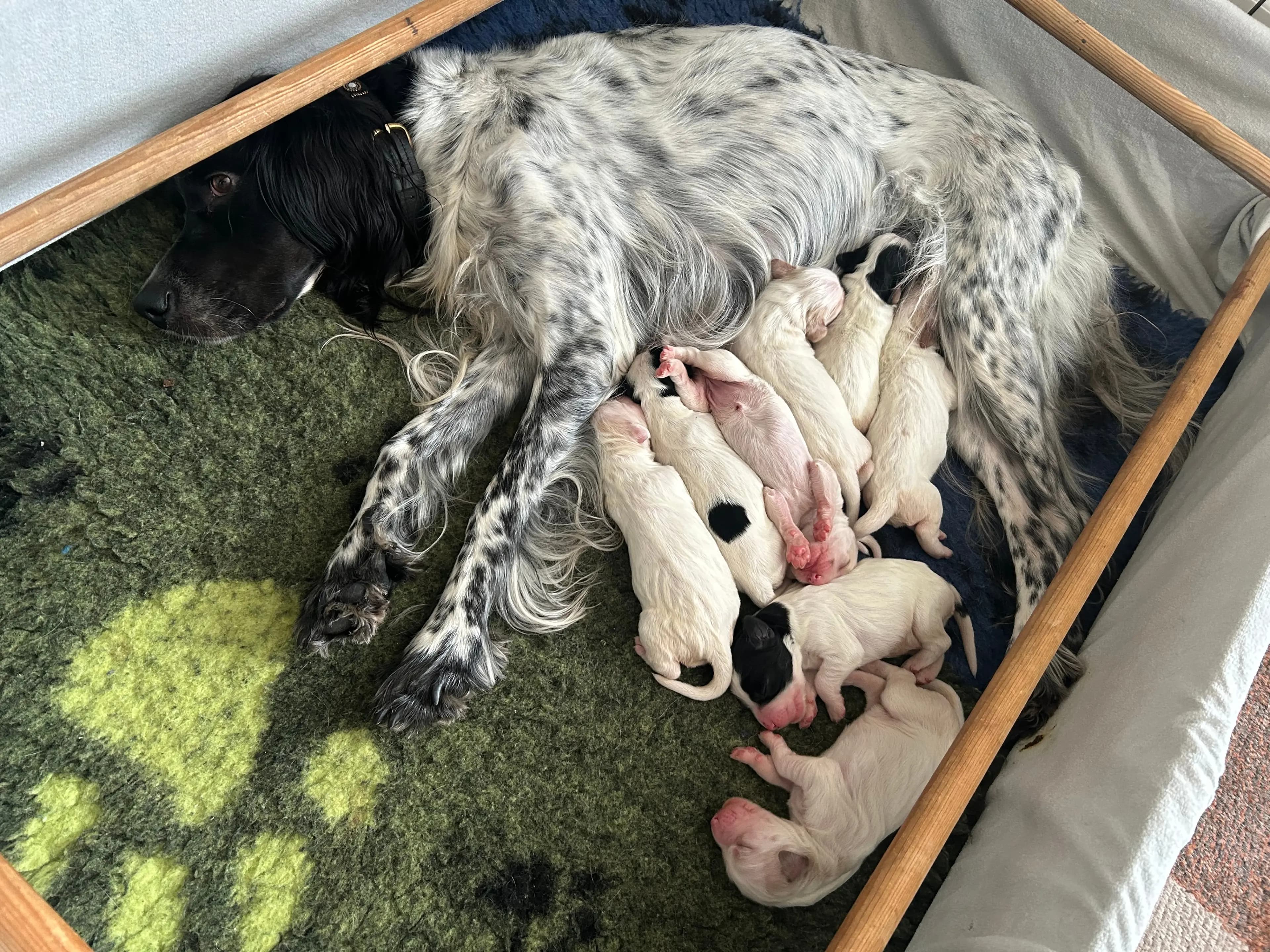 8 Valper - Engelsk Setter