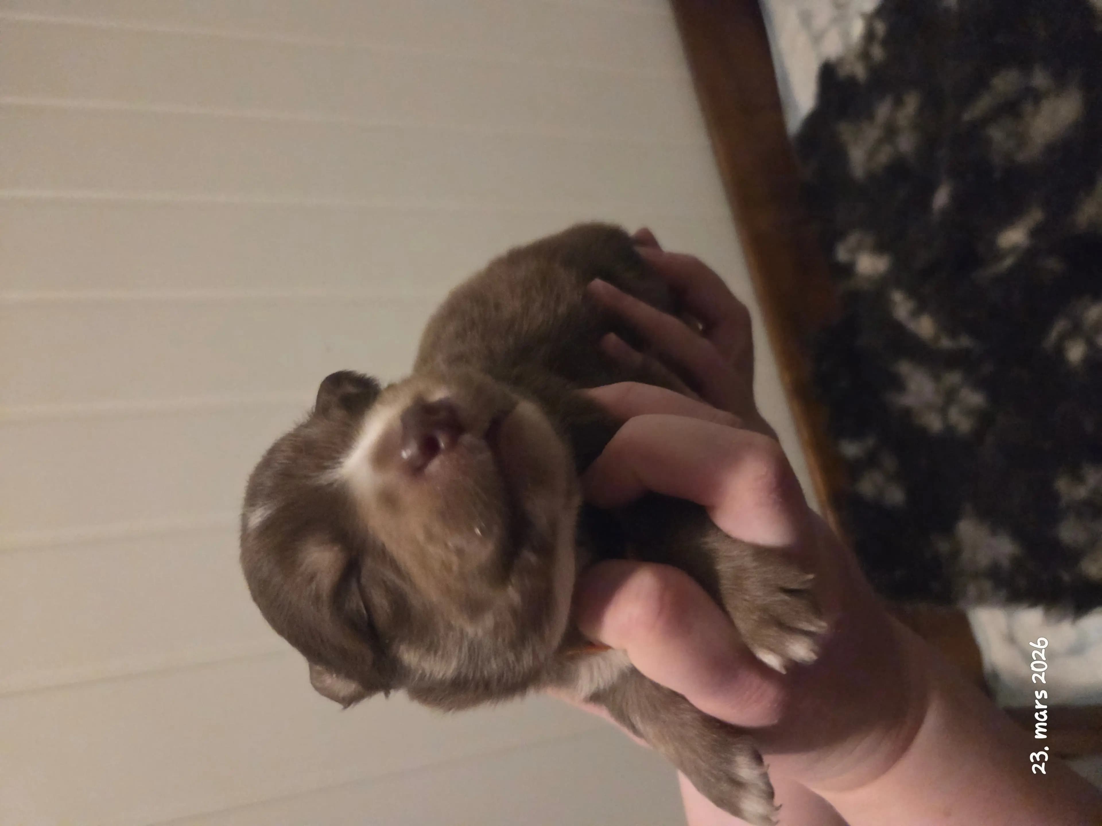 4 Valper - Finsk Lapphund