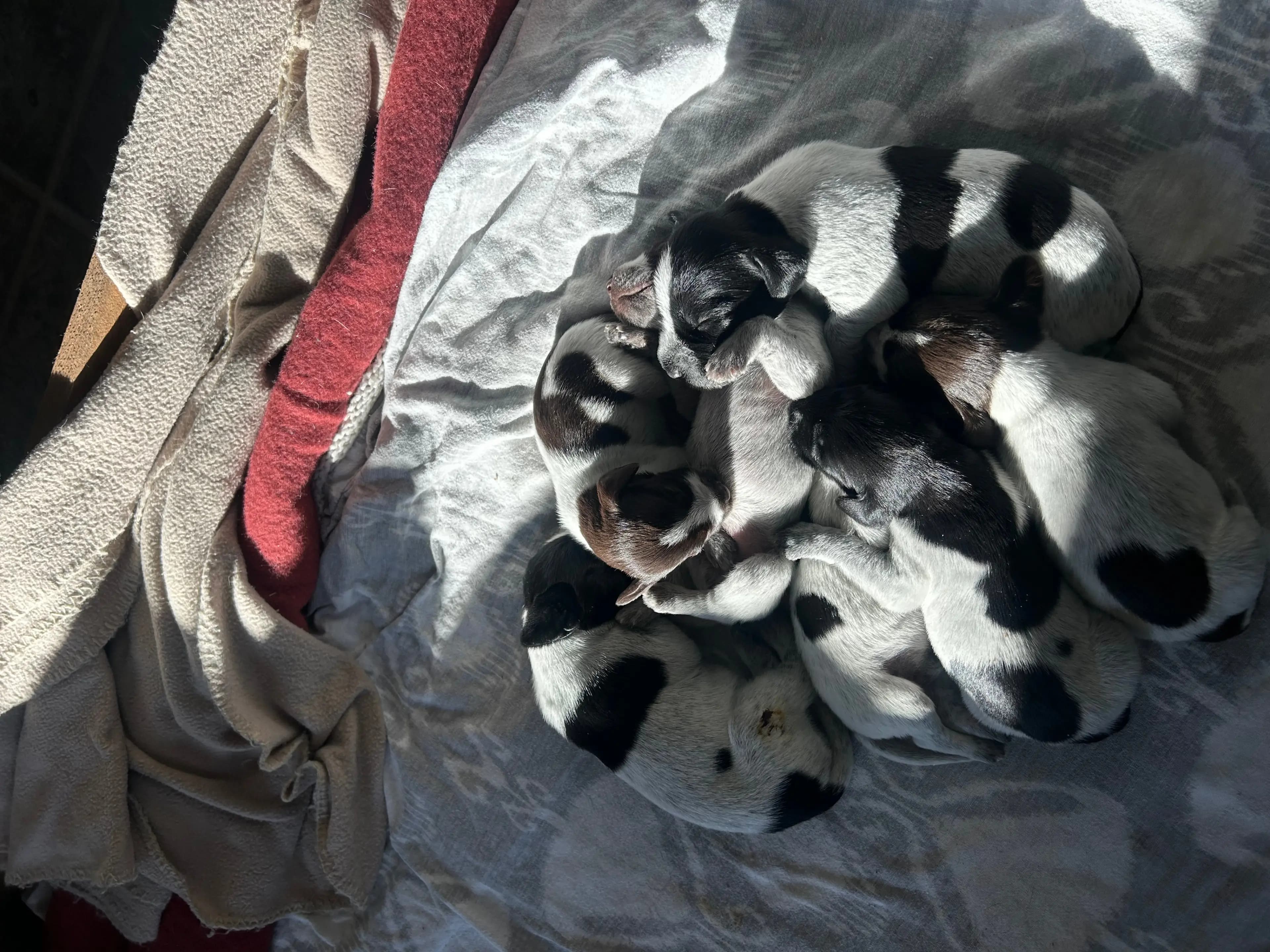 10 Valper - Vorstehhund Strihåret