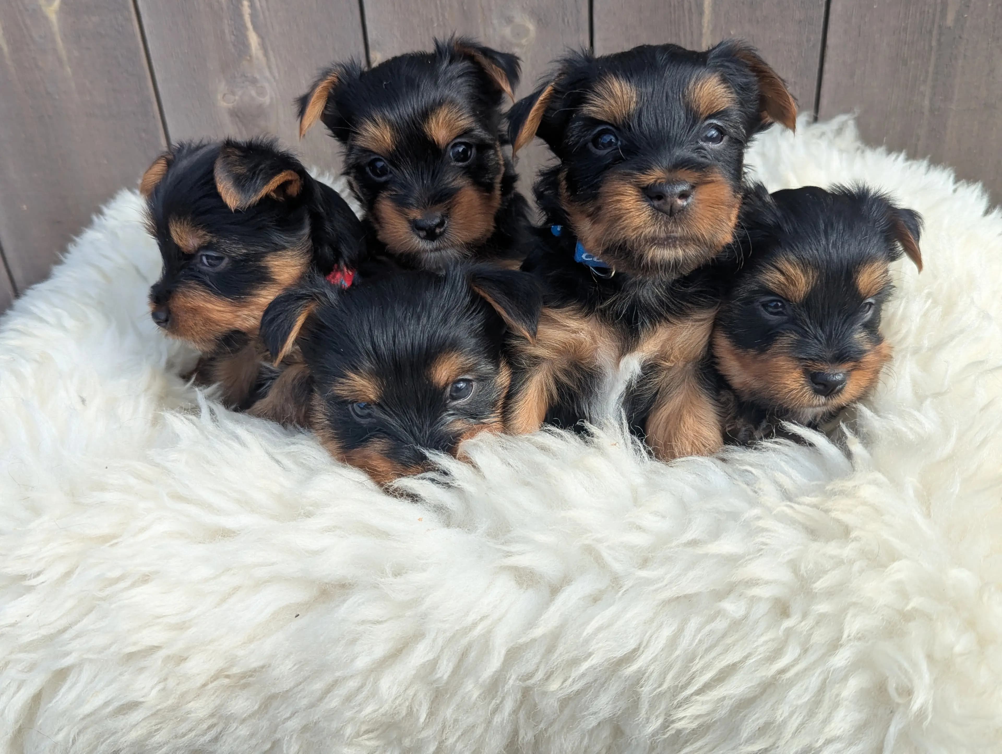5 Valper - Silky Terrier
