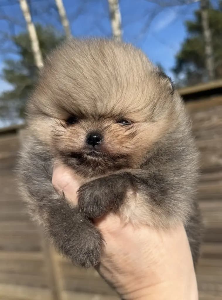 4 Valper - Pomeranian