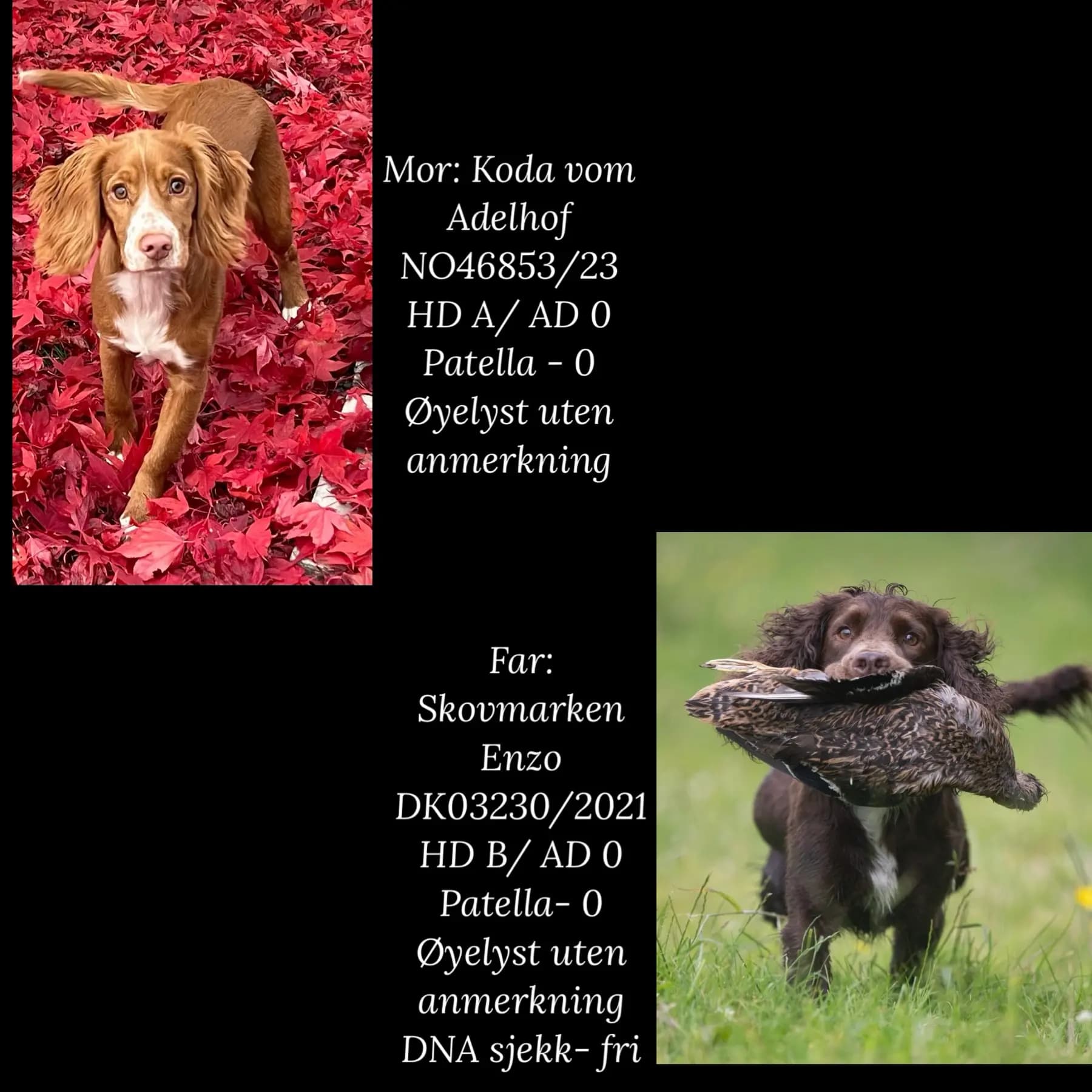 10 Valper - Cocker Spaniel