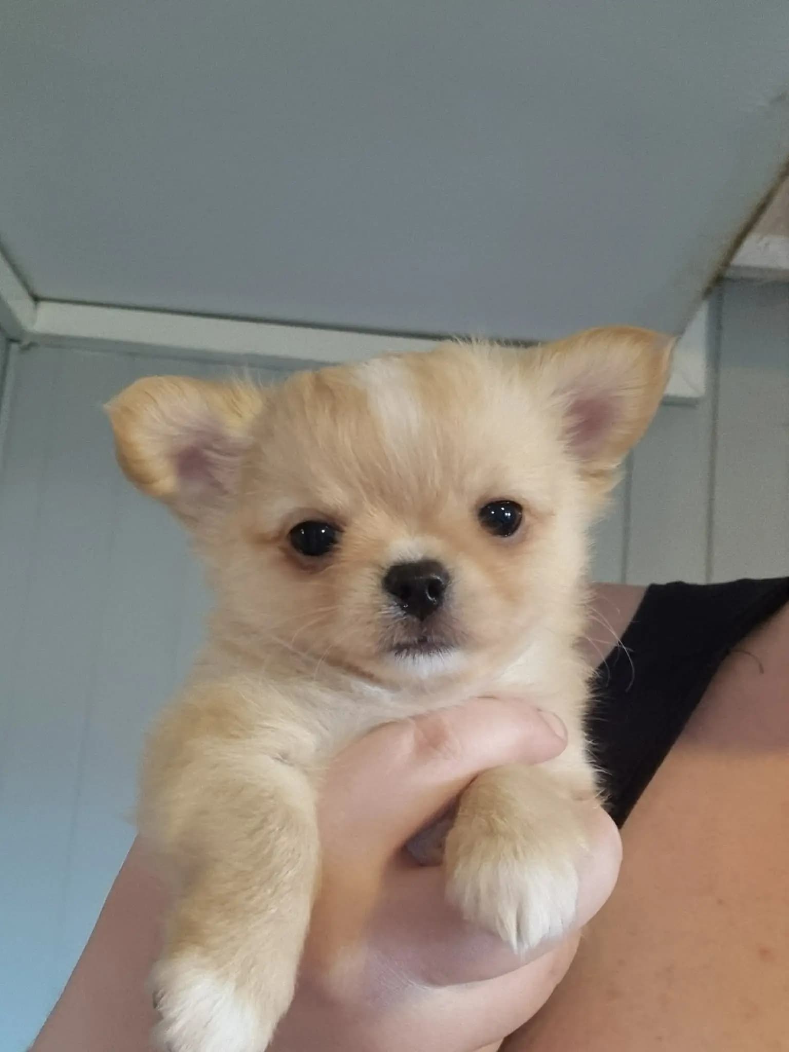 4 Valper - Chihuahua Langhåret