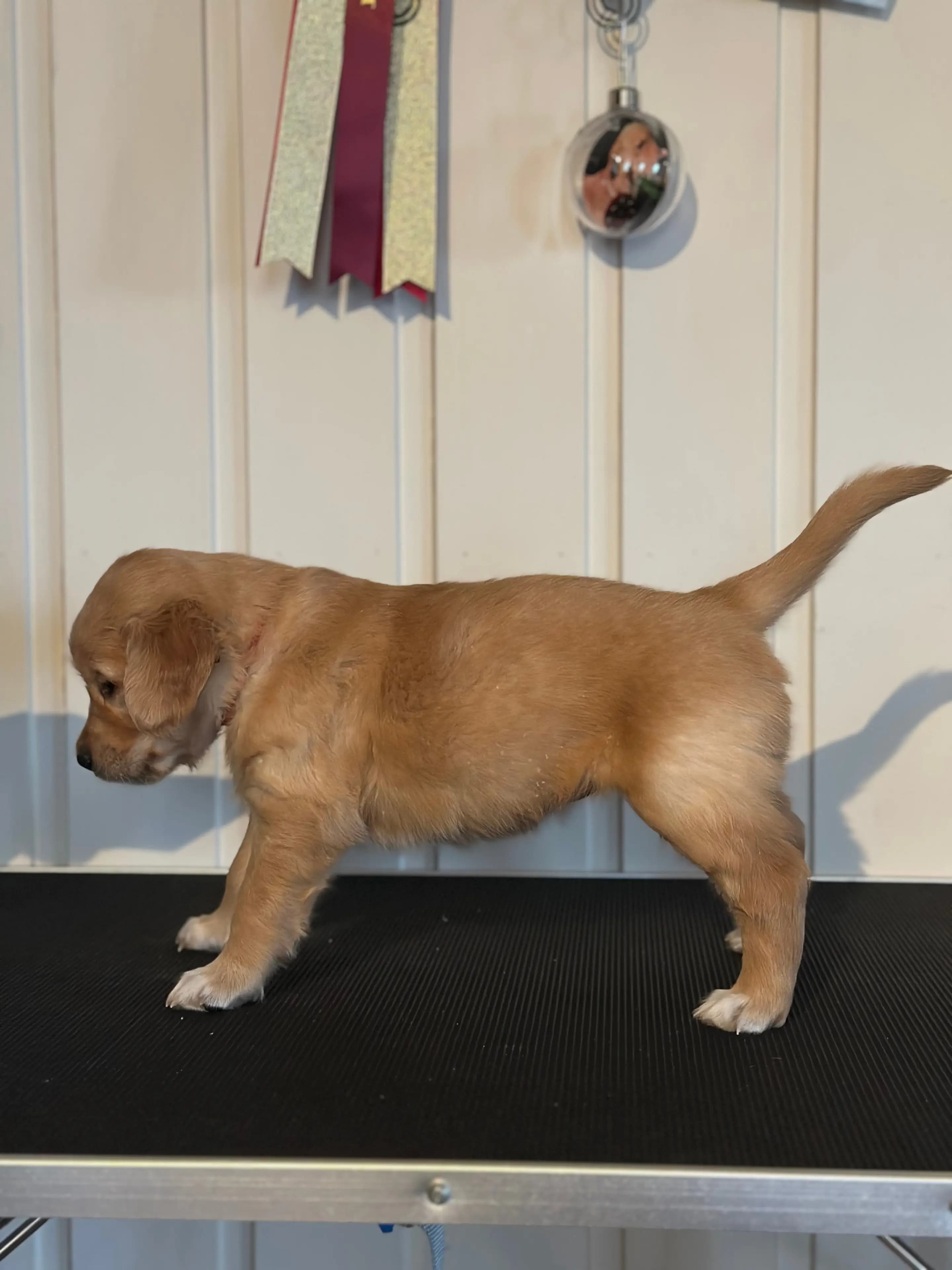 8 Valper - Golden Retriever