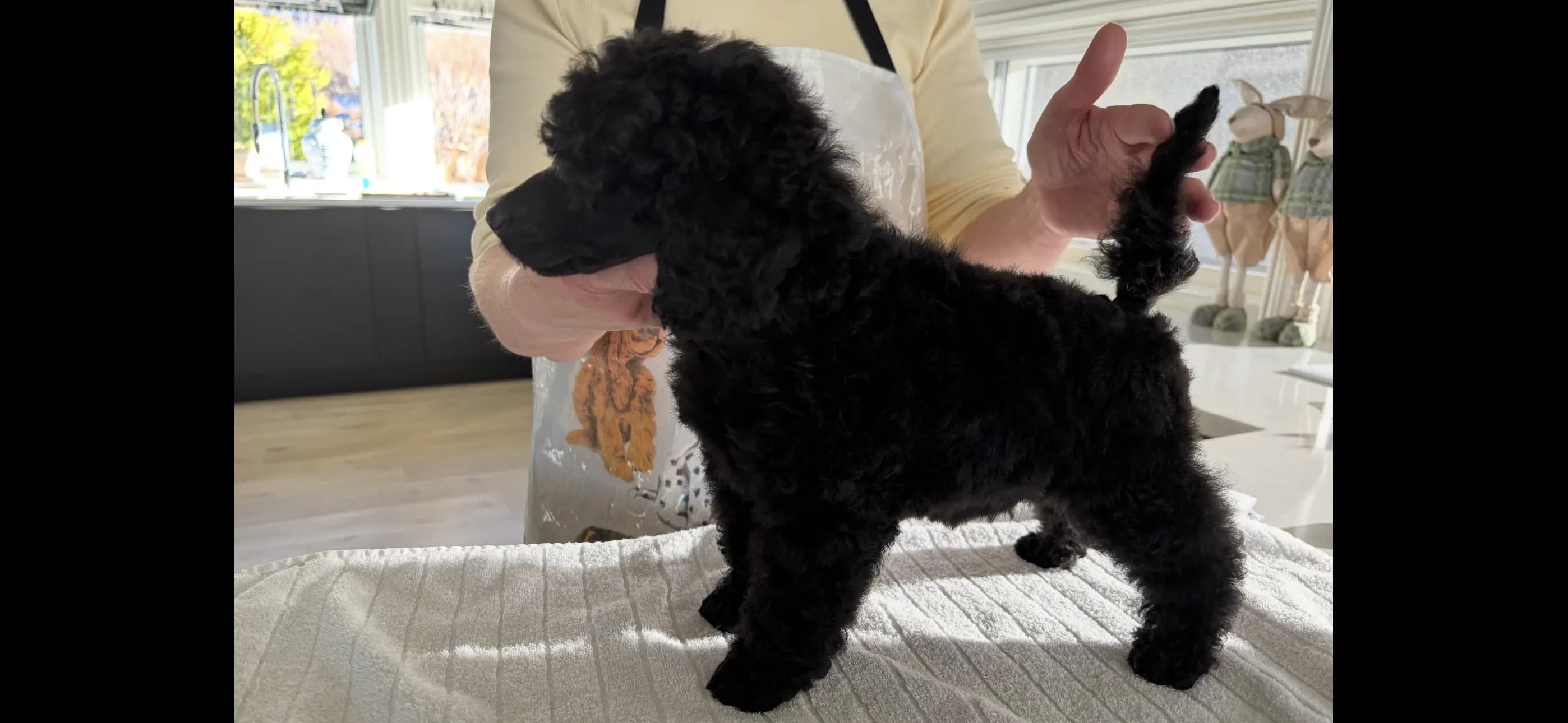 5 Valper - Mellompuddel