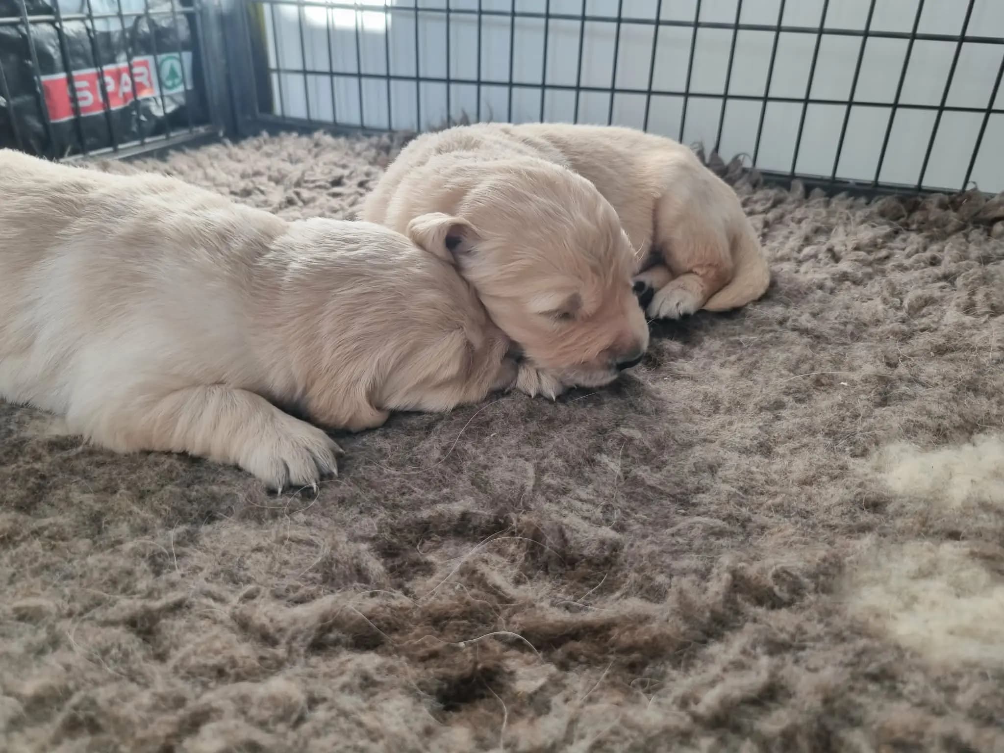 8 Valper - Golden Retriever