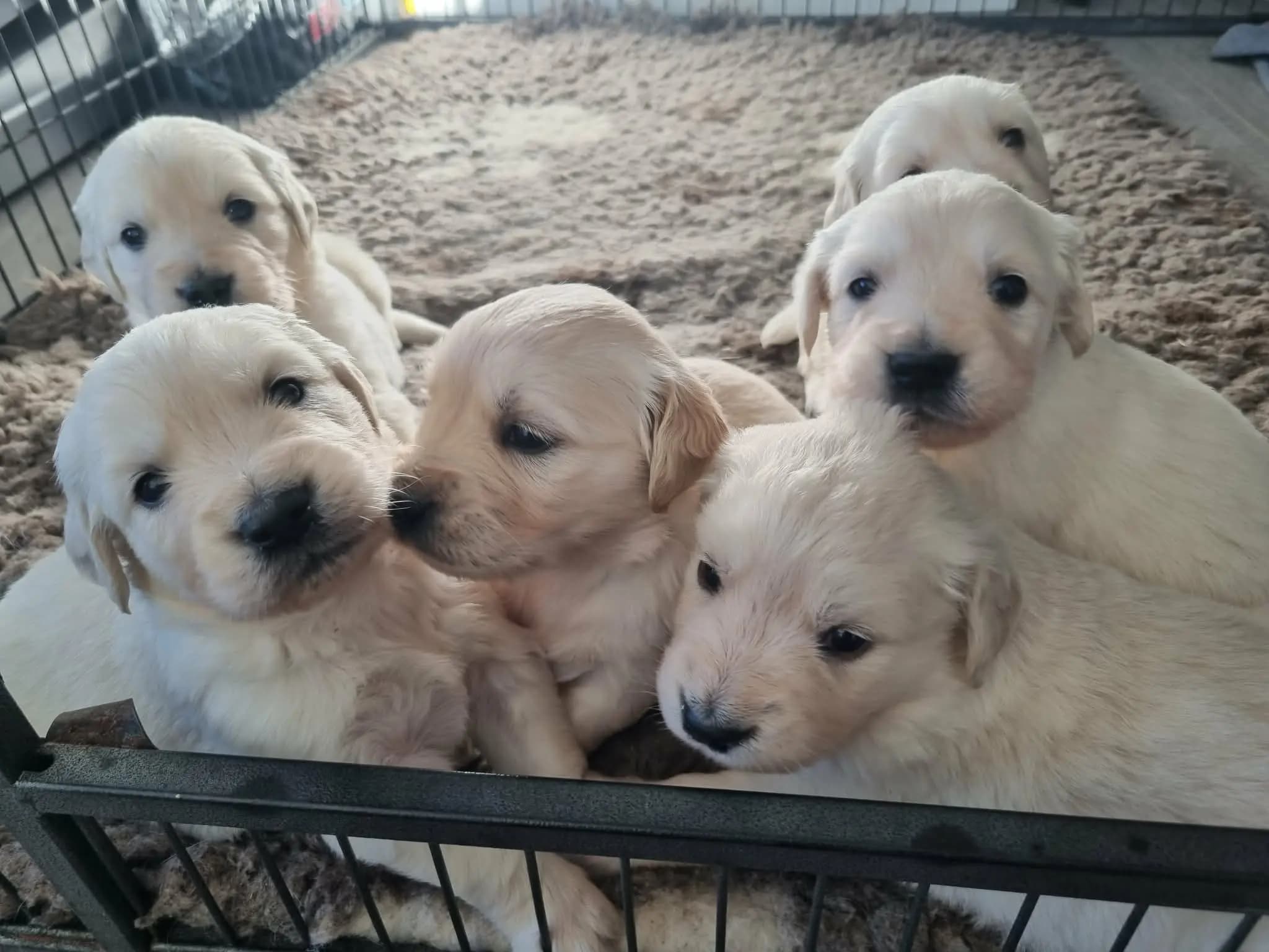 9 Valper - Golden Retriever