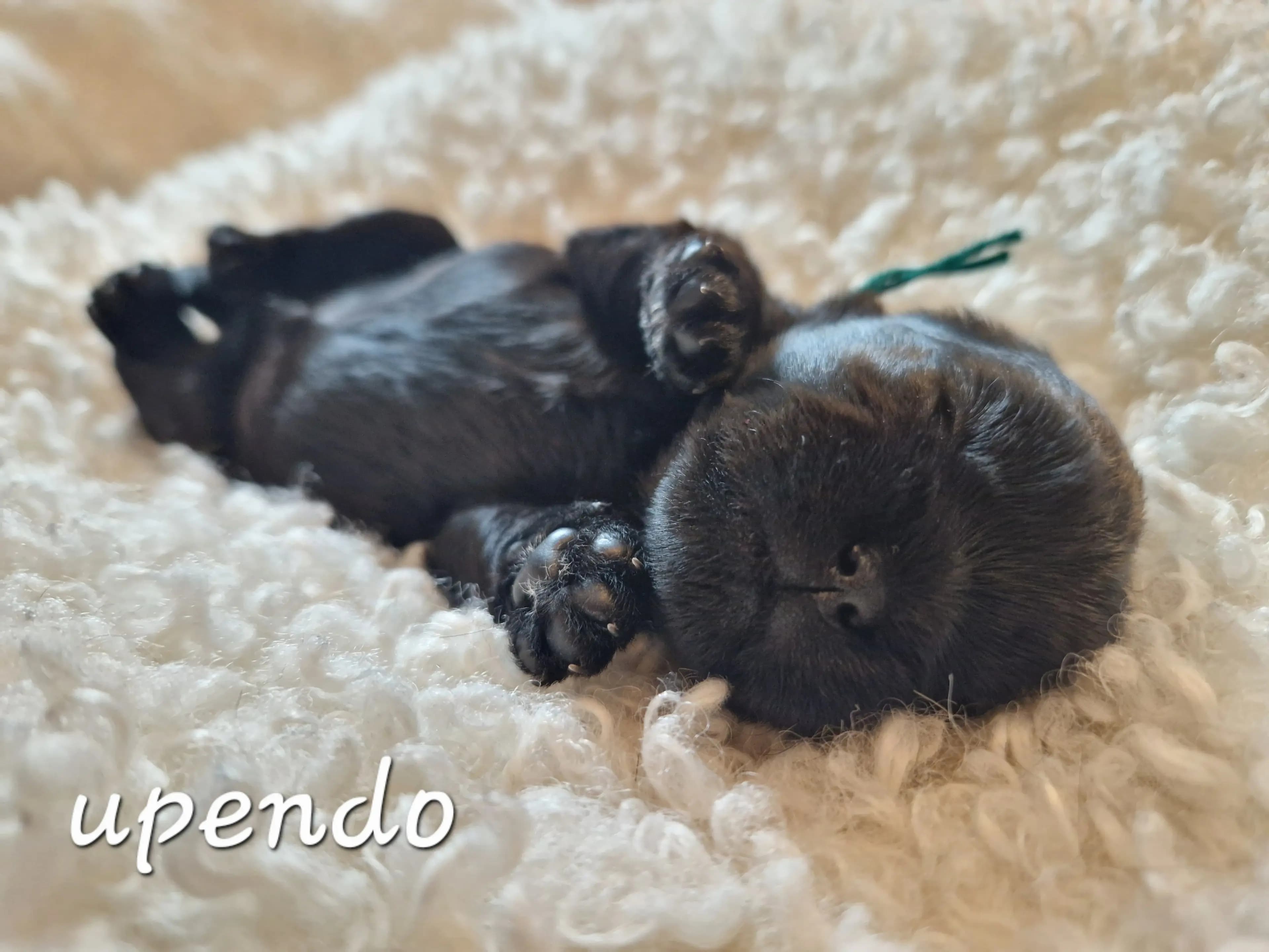 3 Valper - Affenpinscher