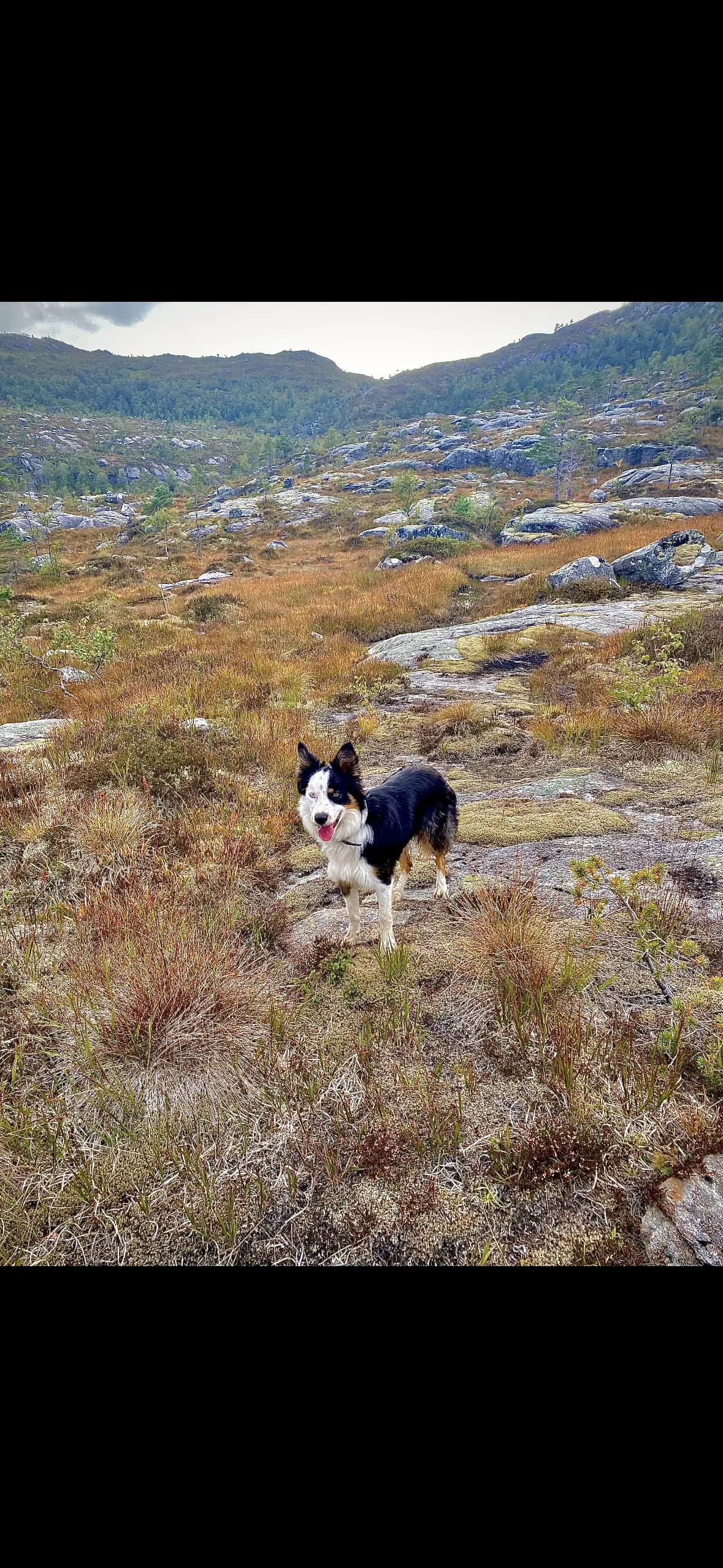 6 Valper - Border Collie