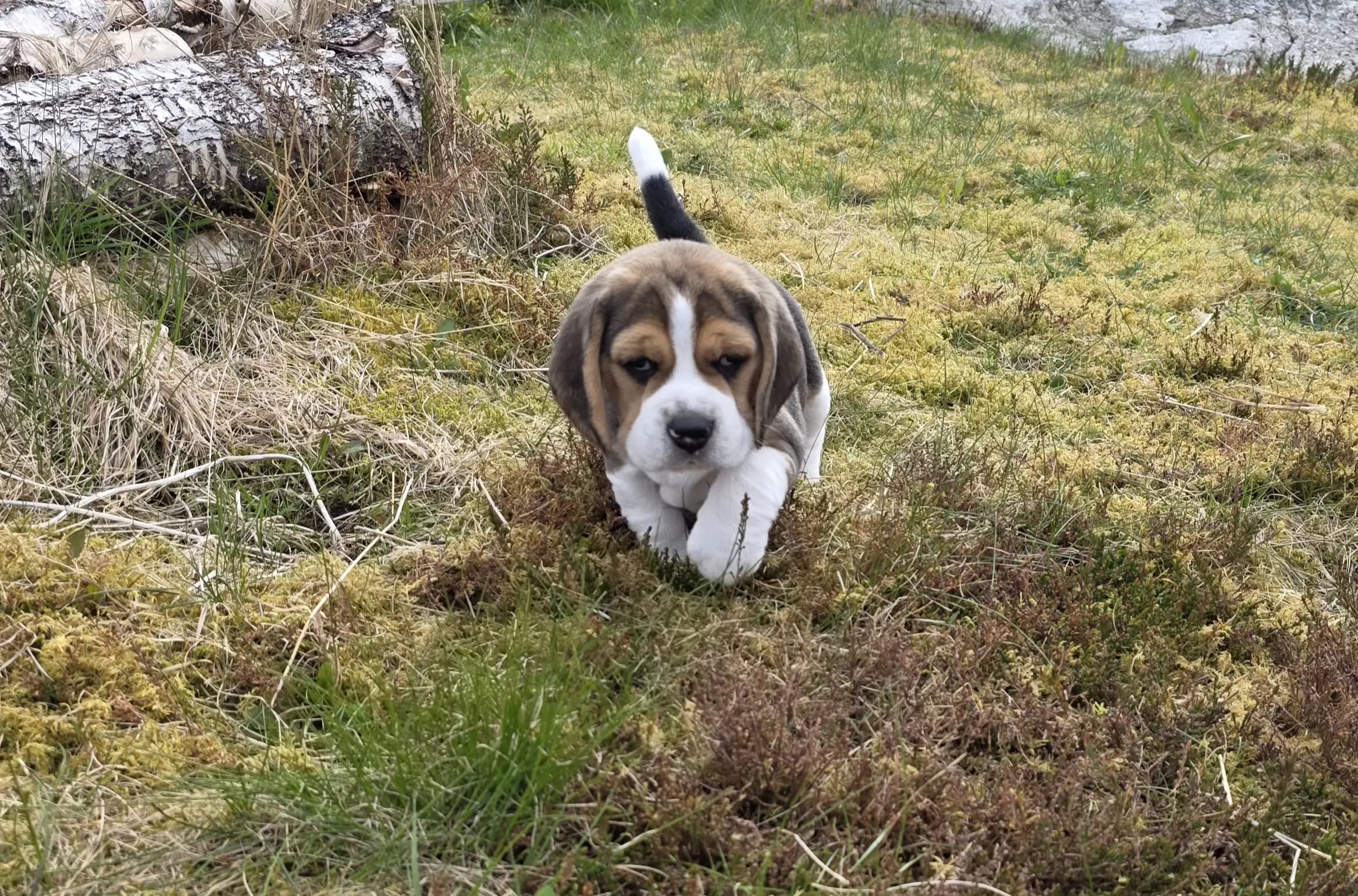 5 Valper - Beagle