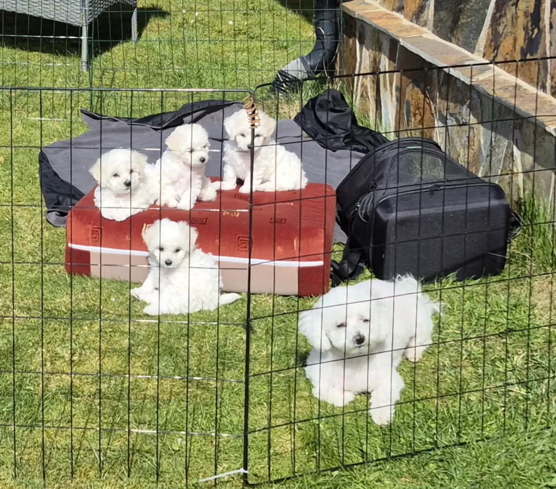 5 Valper - Bichon Frisé
