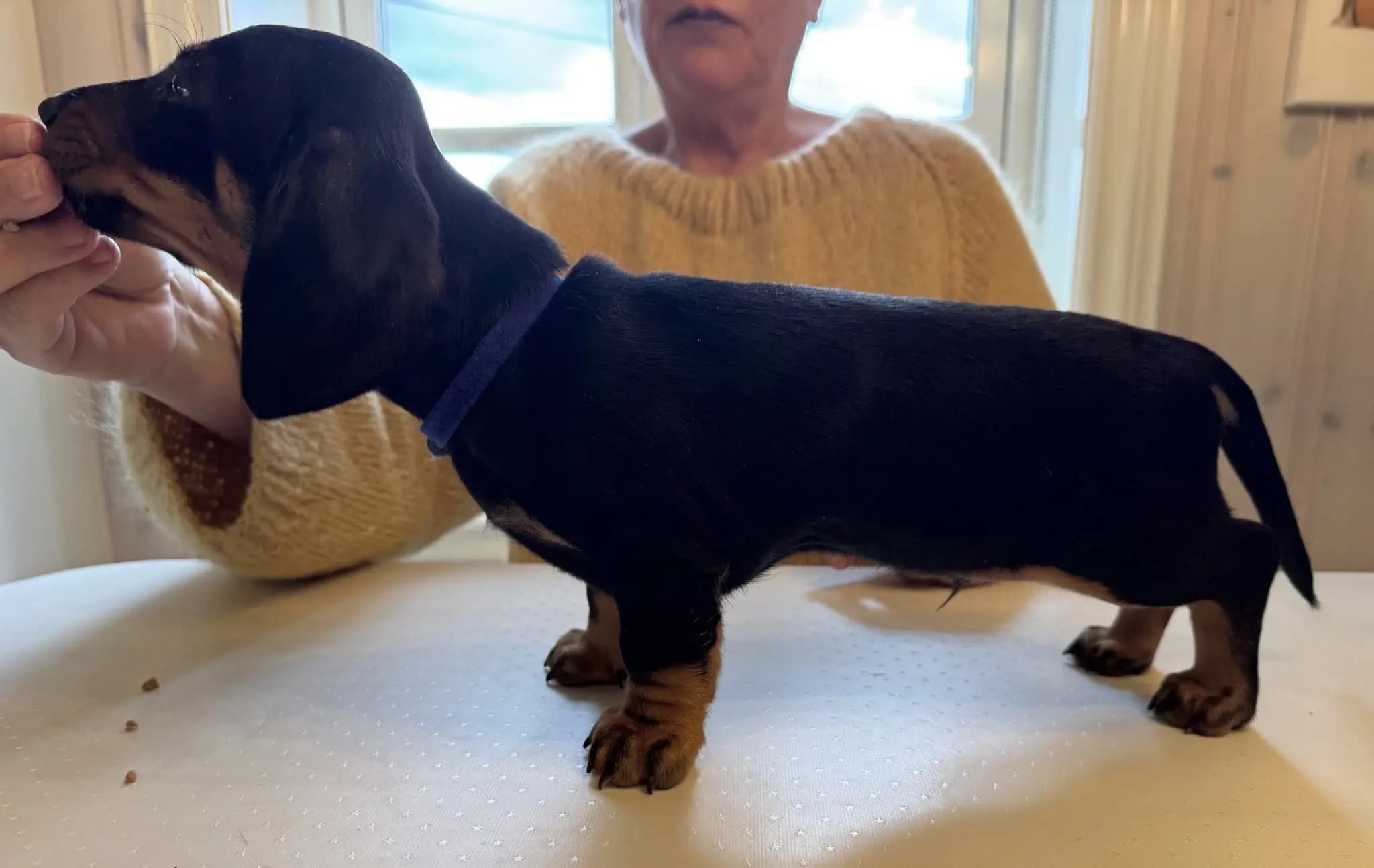 3 Valper - Dachshund Korthåret