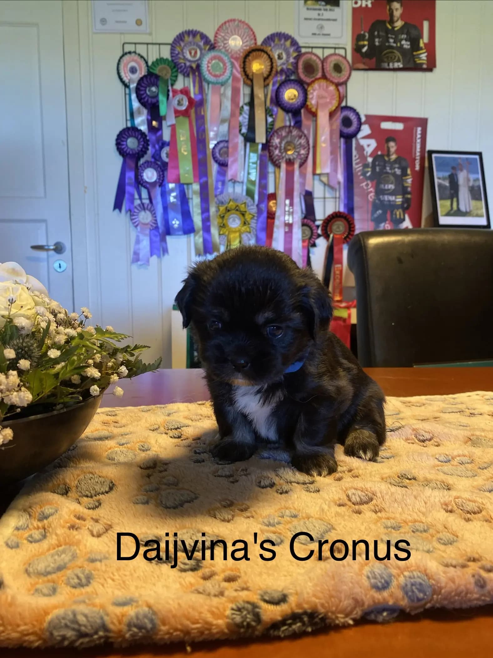 5 Valper - Tibetansk Spaniel