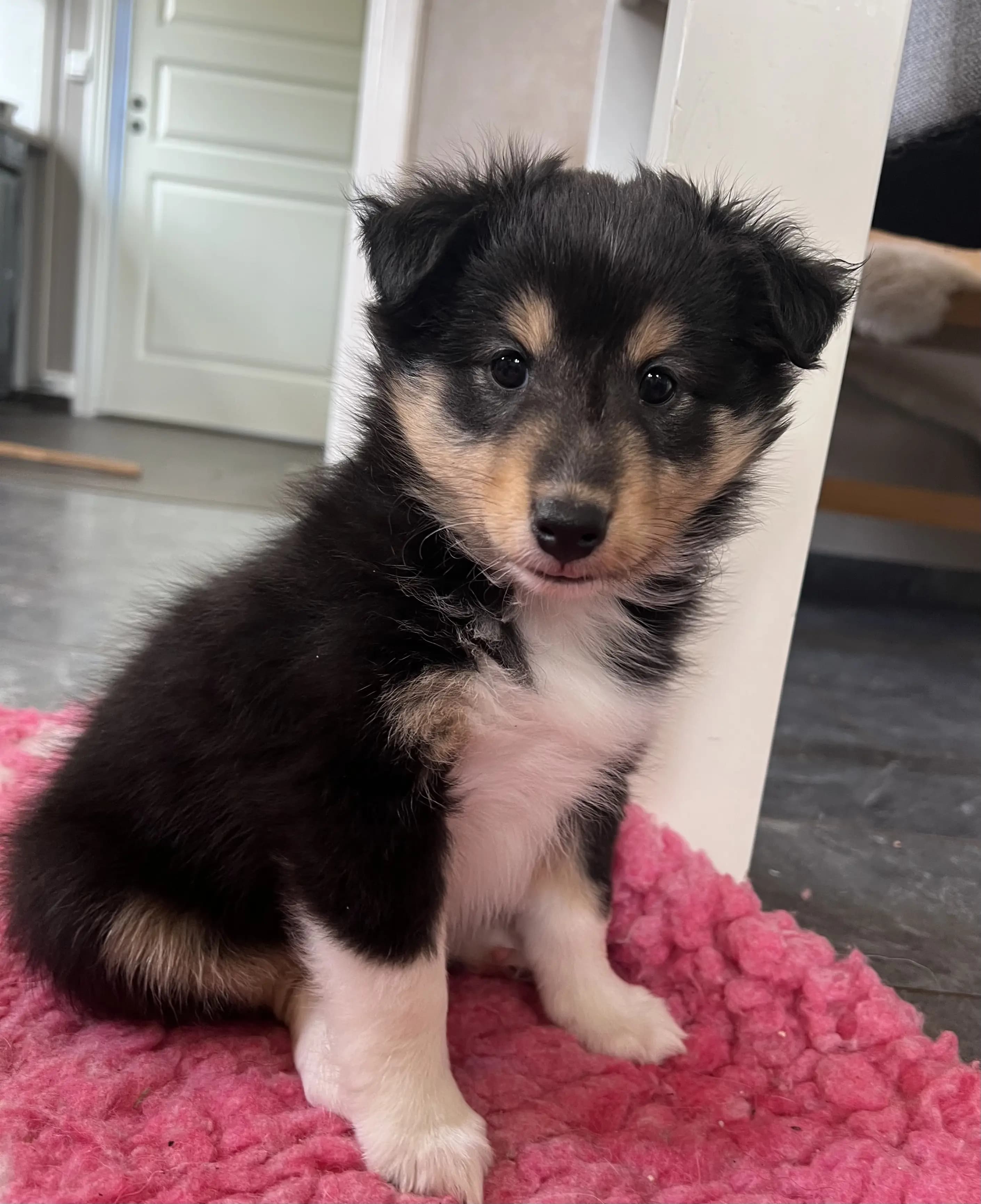 6 Valper - Shetland Sheepdog