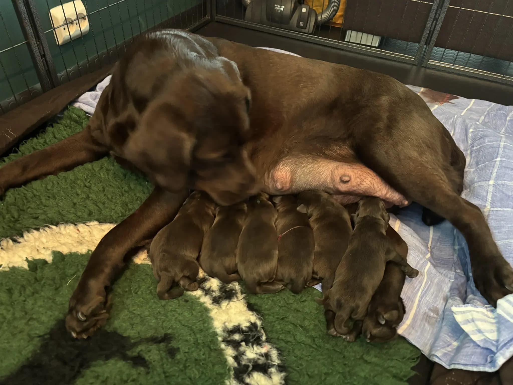 8 Valper - Labrador Retriever