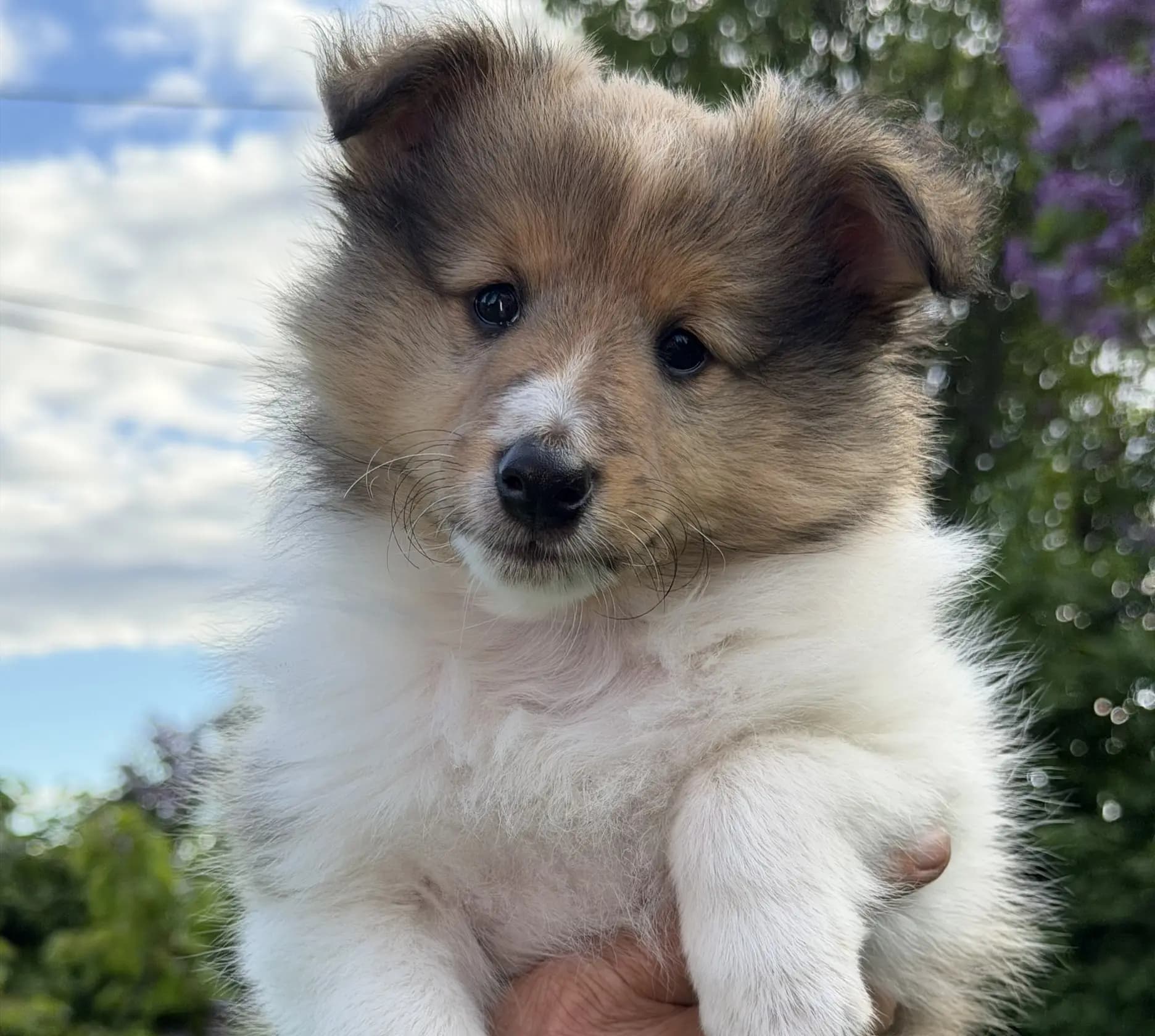 4 Valper - Shetland Sheepdog