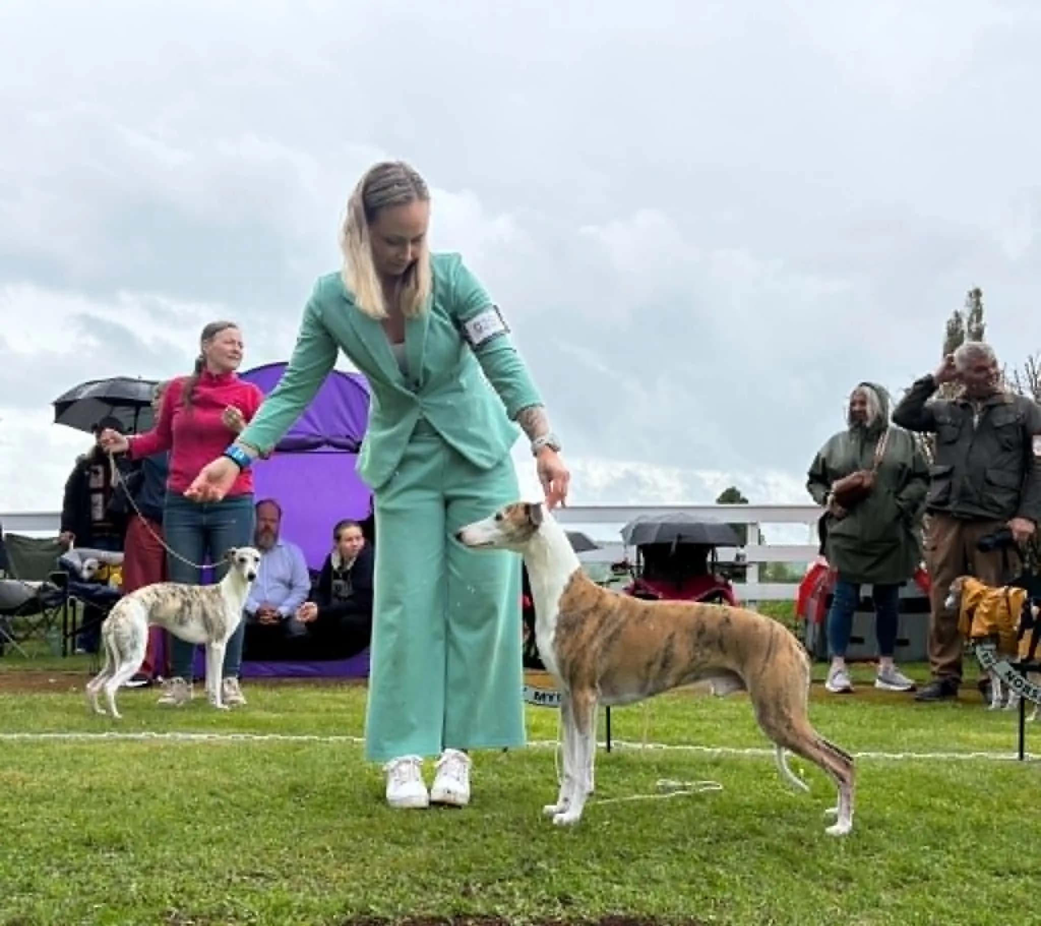 6 Valper - Whippet