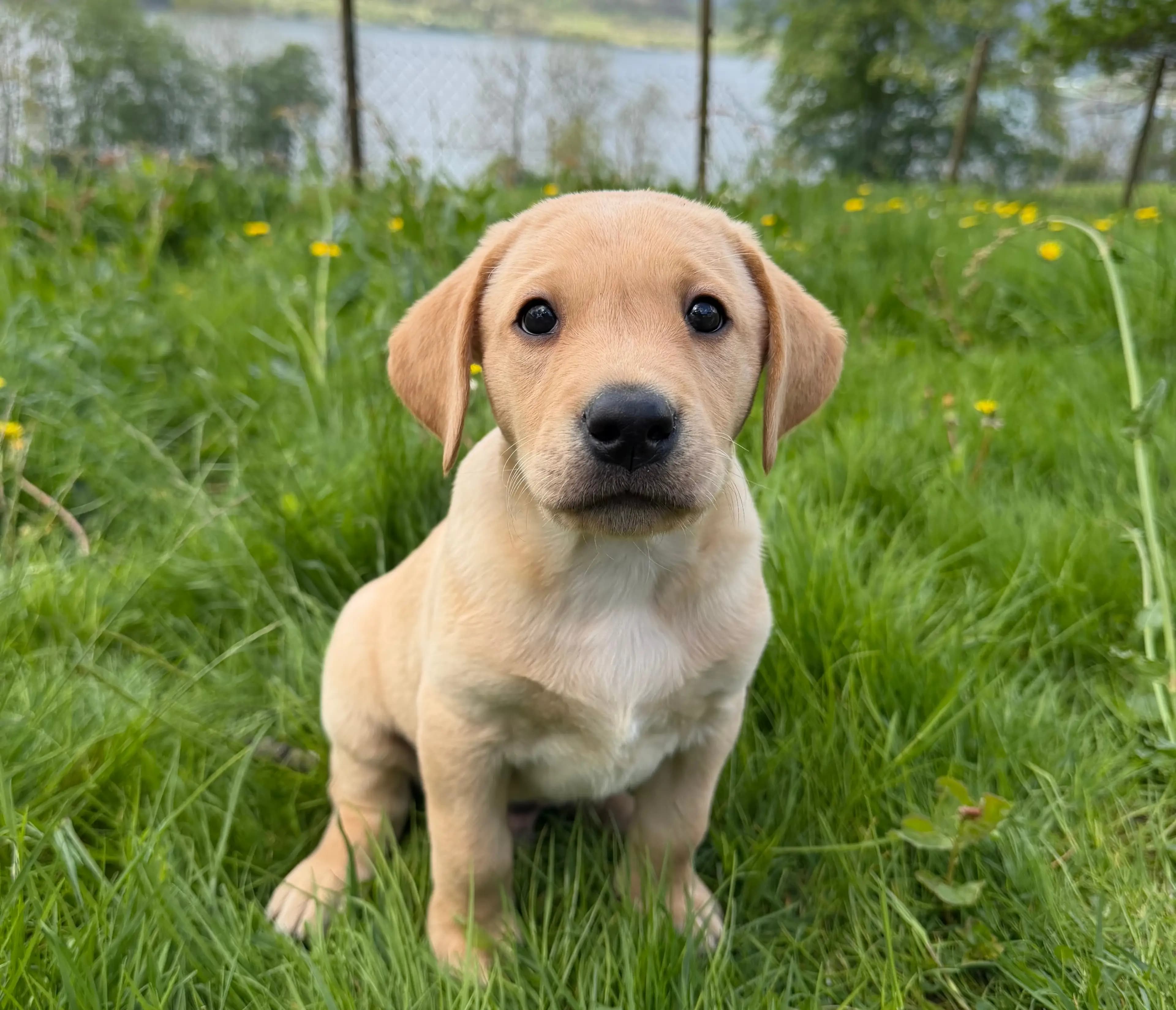 2 Valper - Labrador Retriever