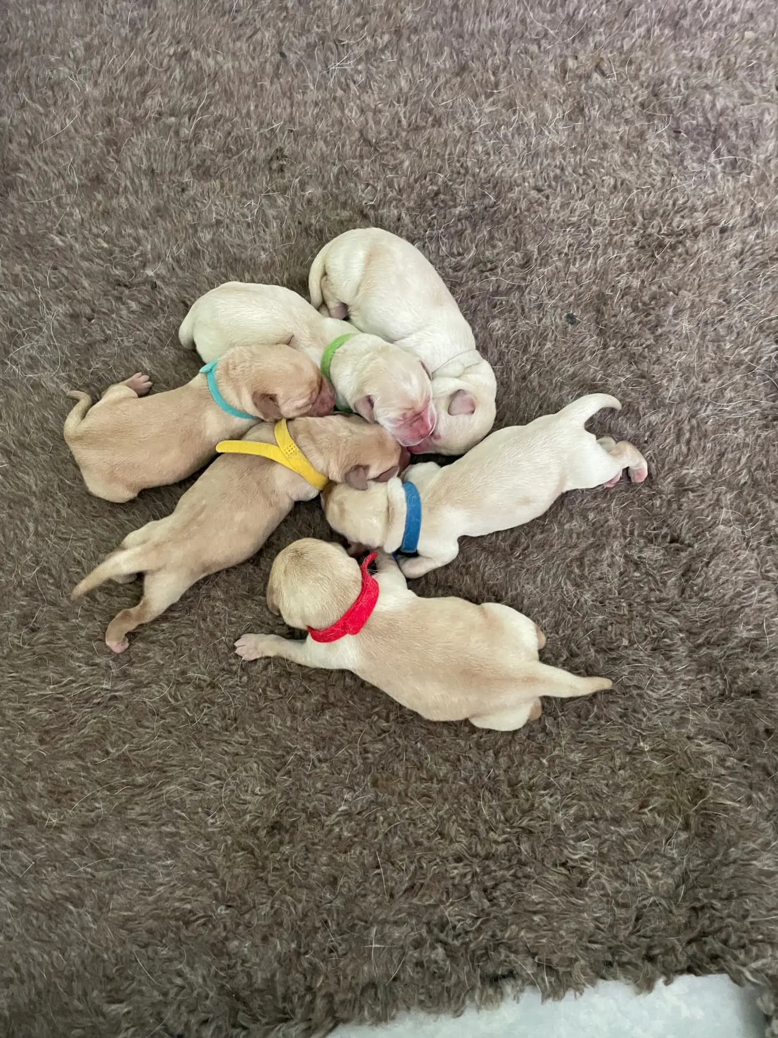 6 Valper - Labrador Retriever