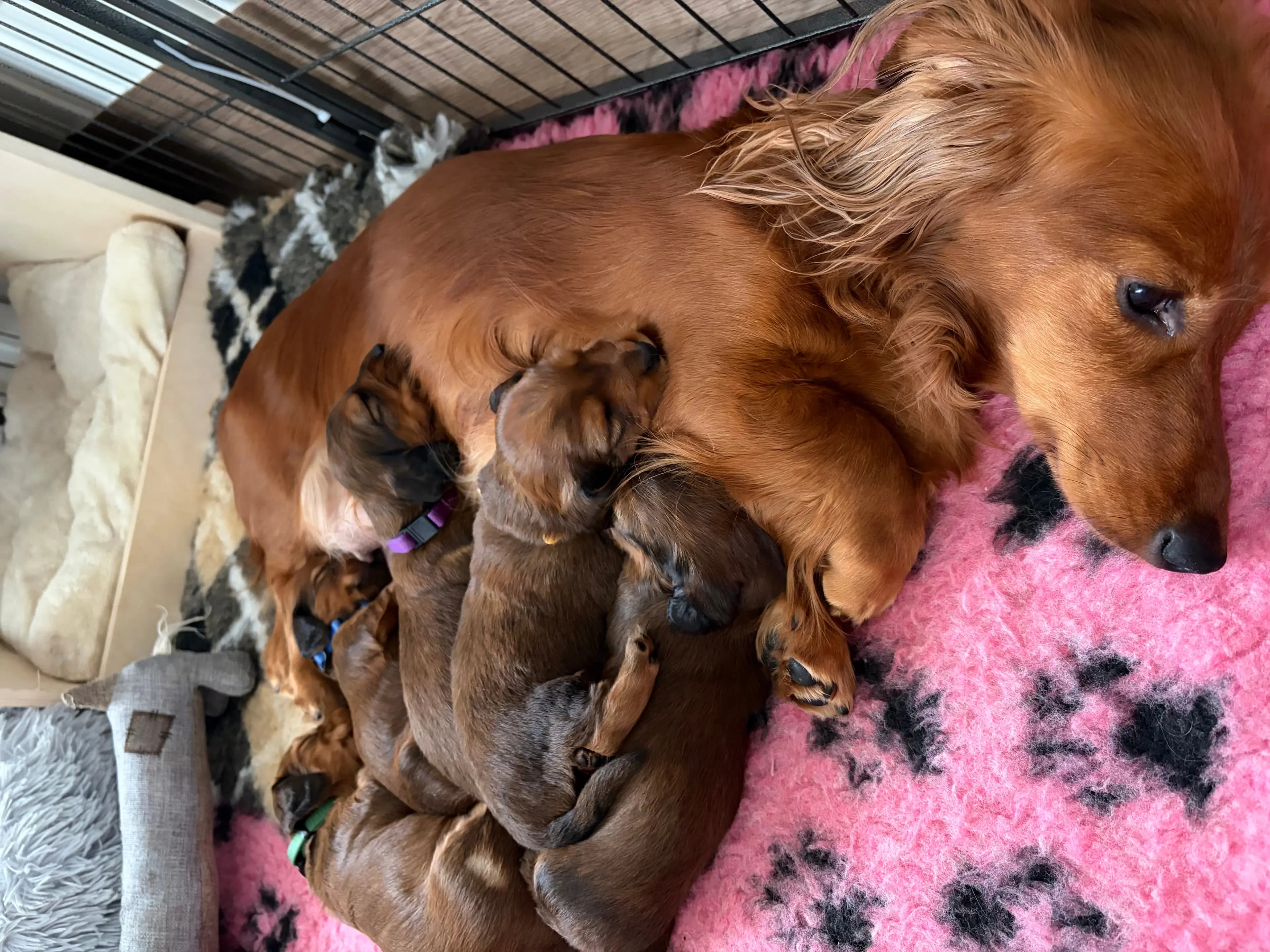 5 Valper - Dachshund Langhåret