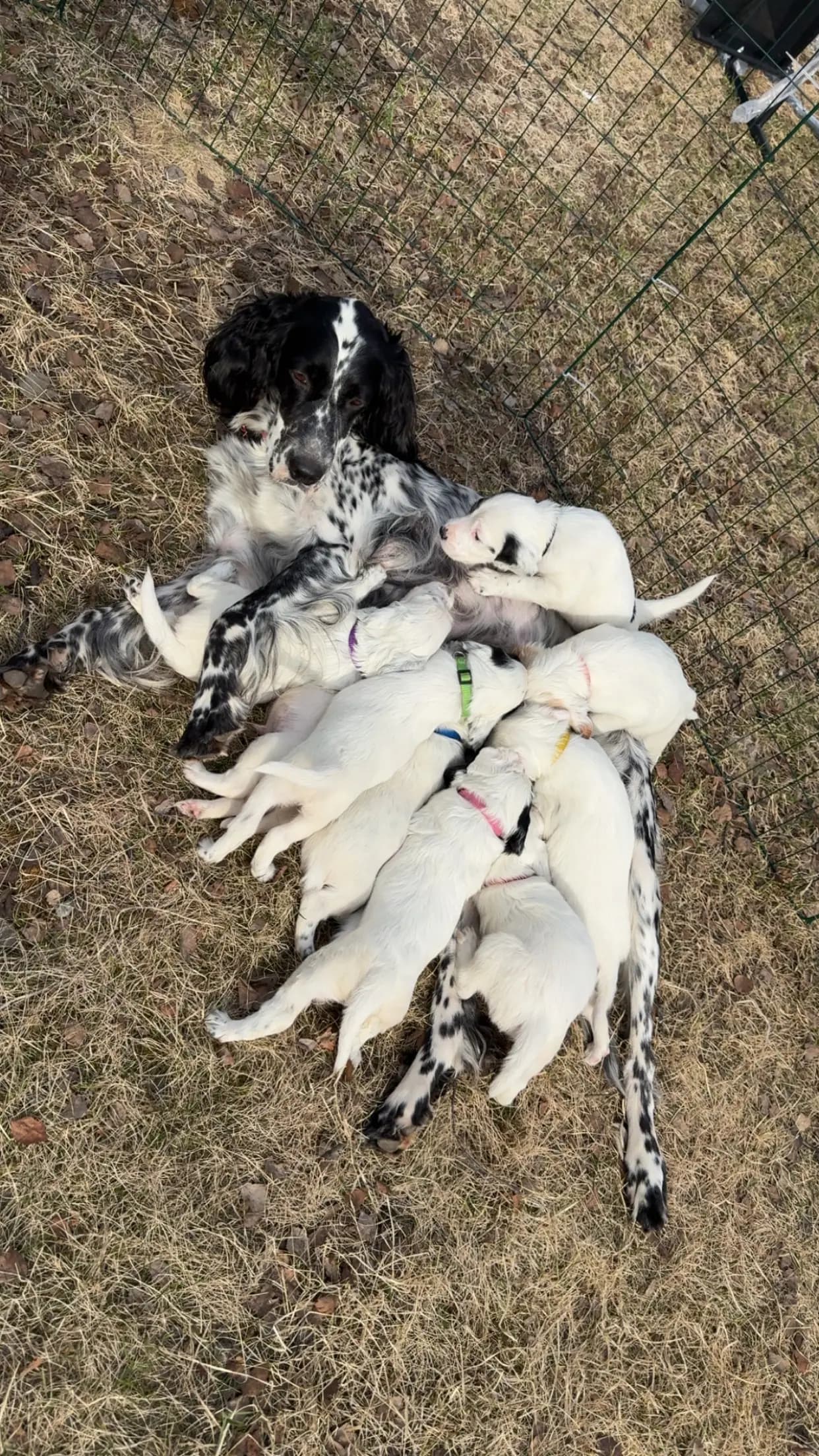 9 Valper - Engelsk Setter