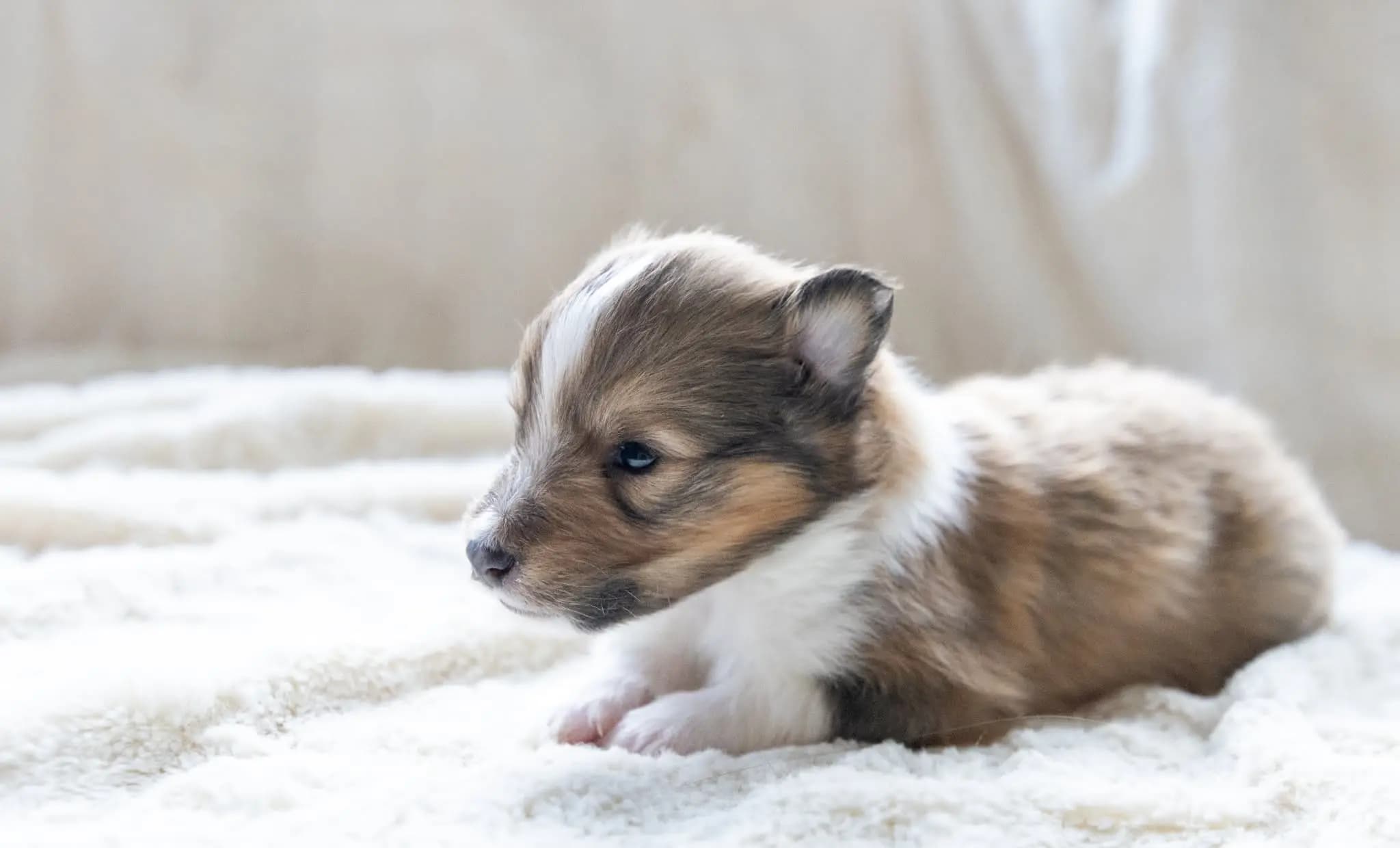 4 Valper - Shetland Sheepdog