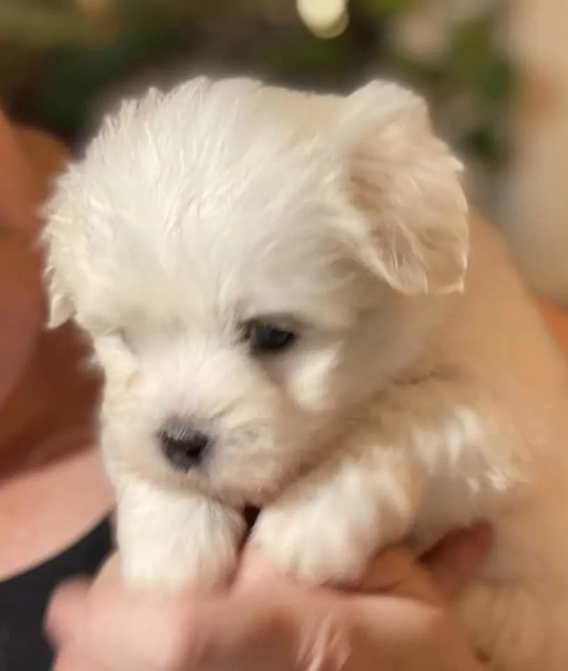 4 Valper - Coton De Tulear