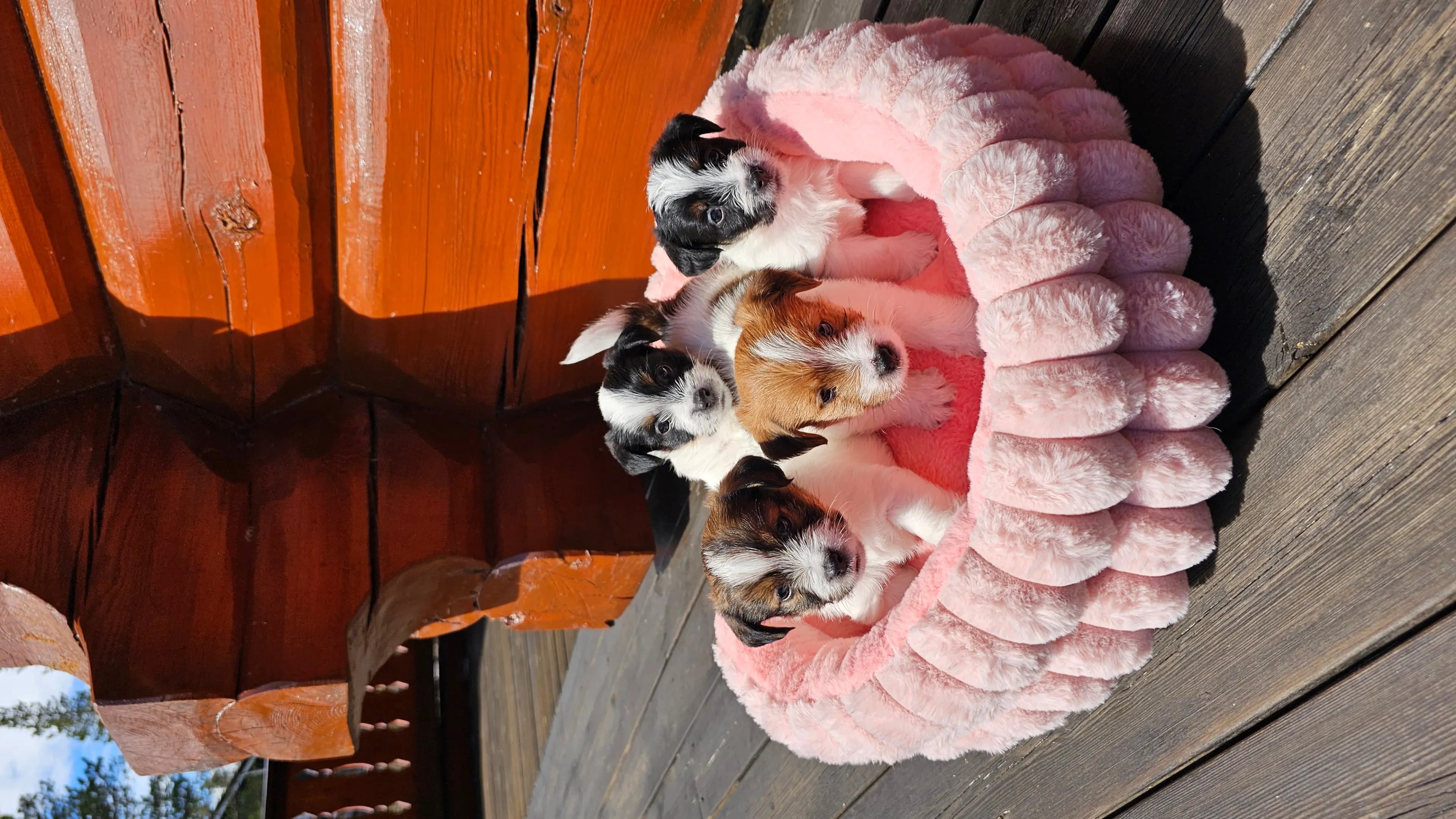 4 Valper - Jack Russell Terrier