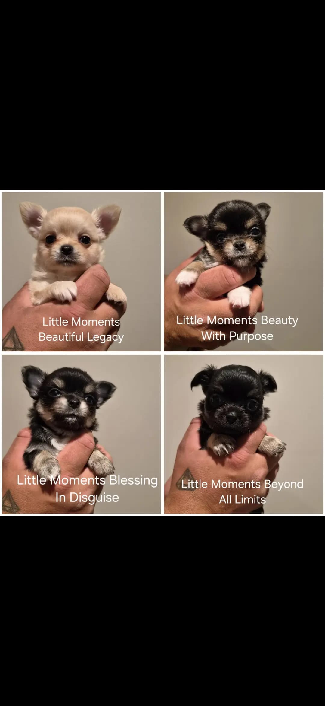 4 Valper - Chihuahua Langhåret