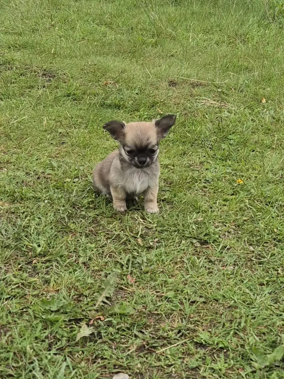 2 Valper - Chihuahua Langhåret