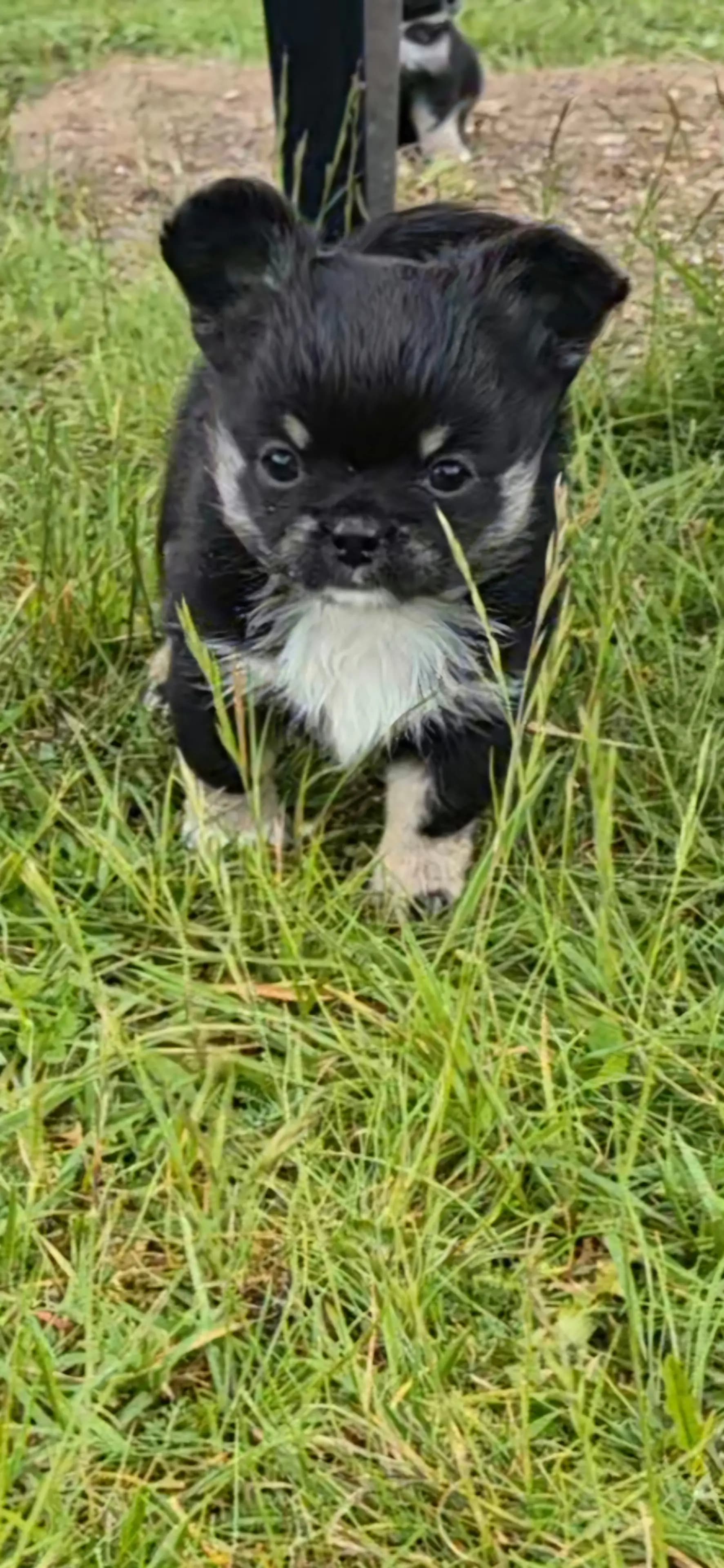 3 Valper - Chihuahua Langhåret