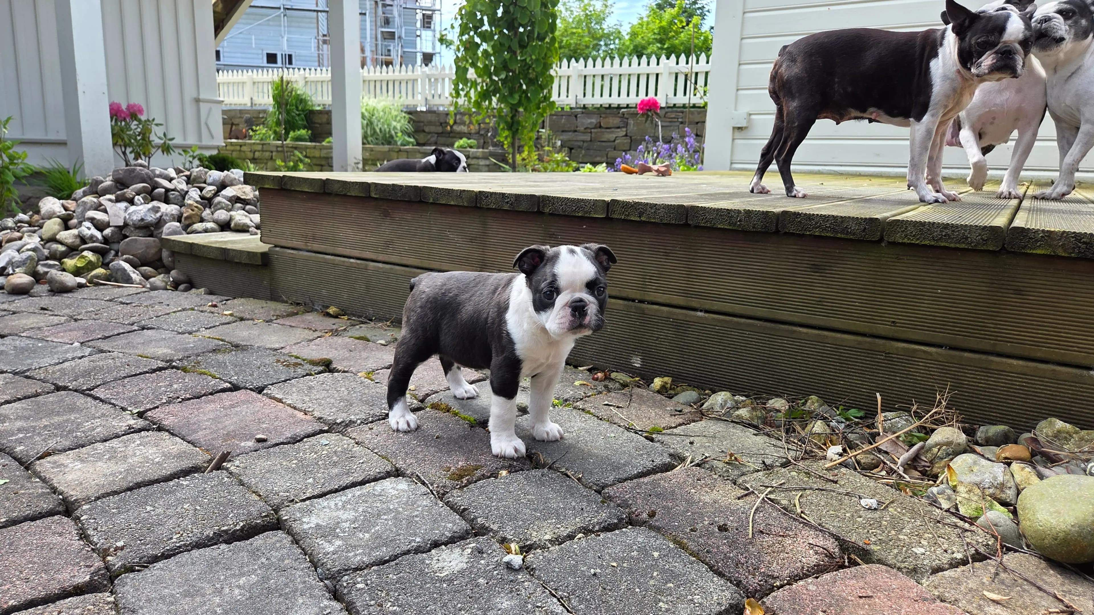 3 Valper - Boston Terrier