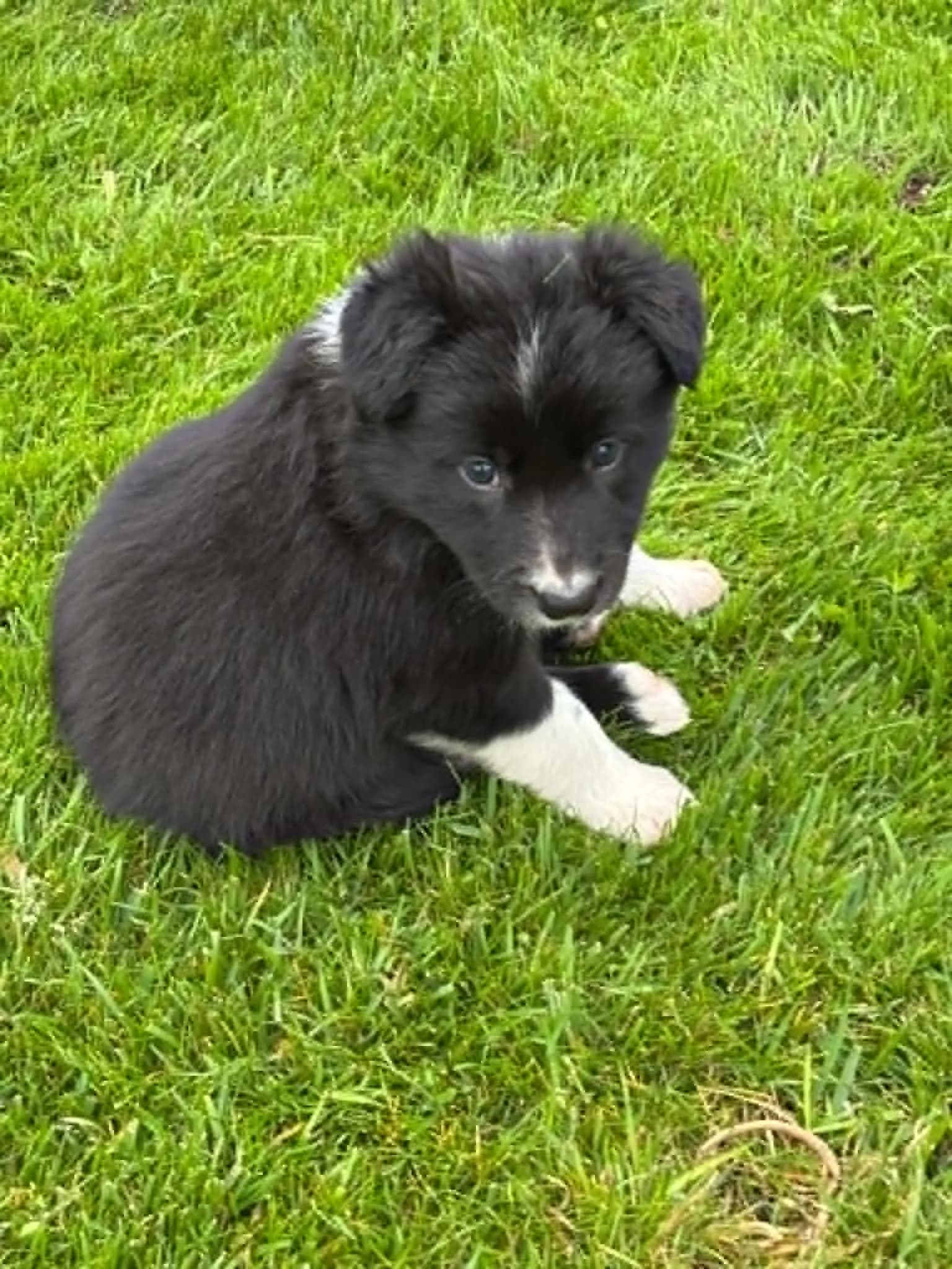 5 Valper - Border Collie