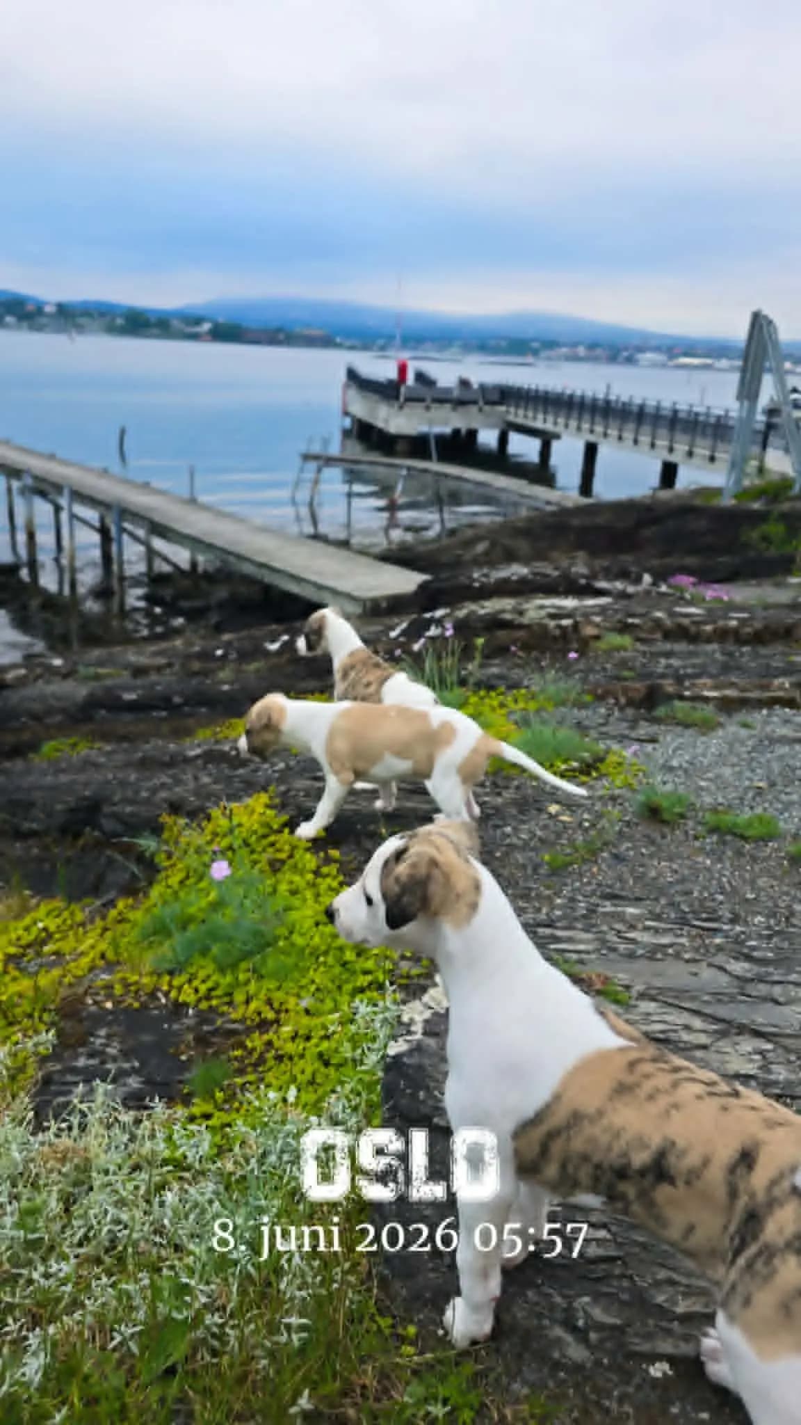 3 Valper - Whippet