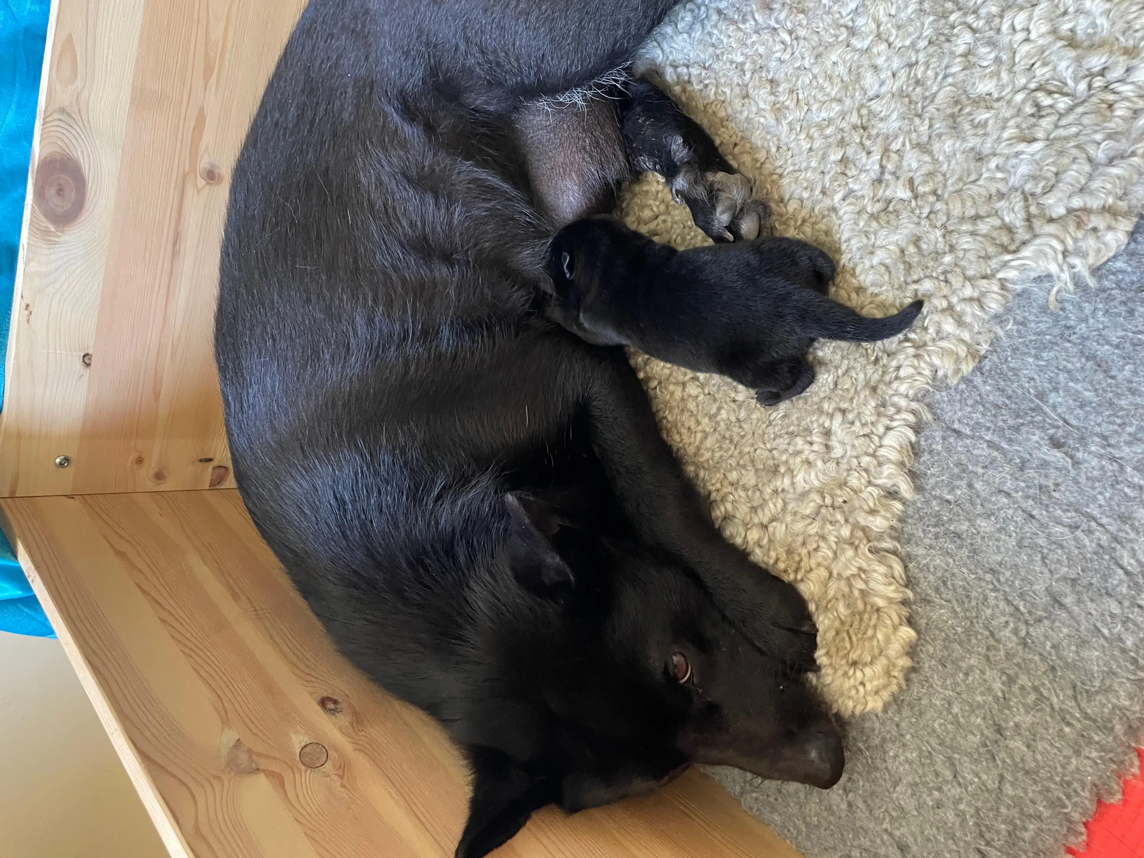 1 Valper - Norsk Buhund