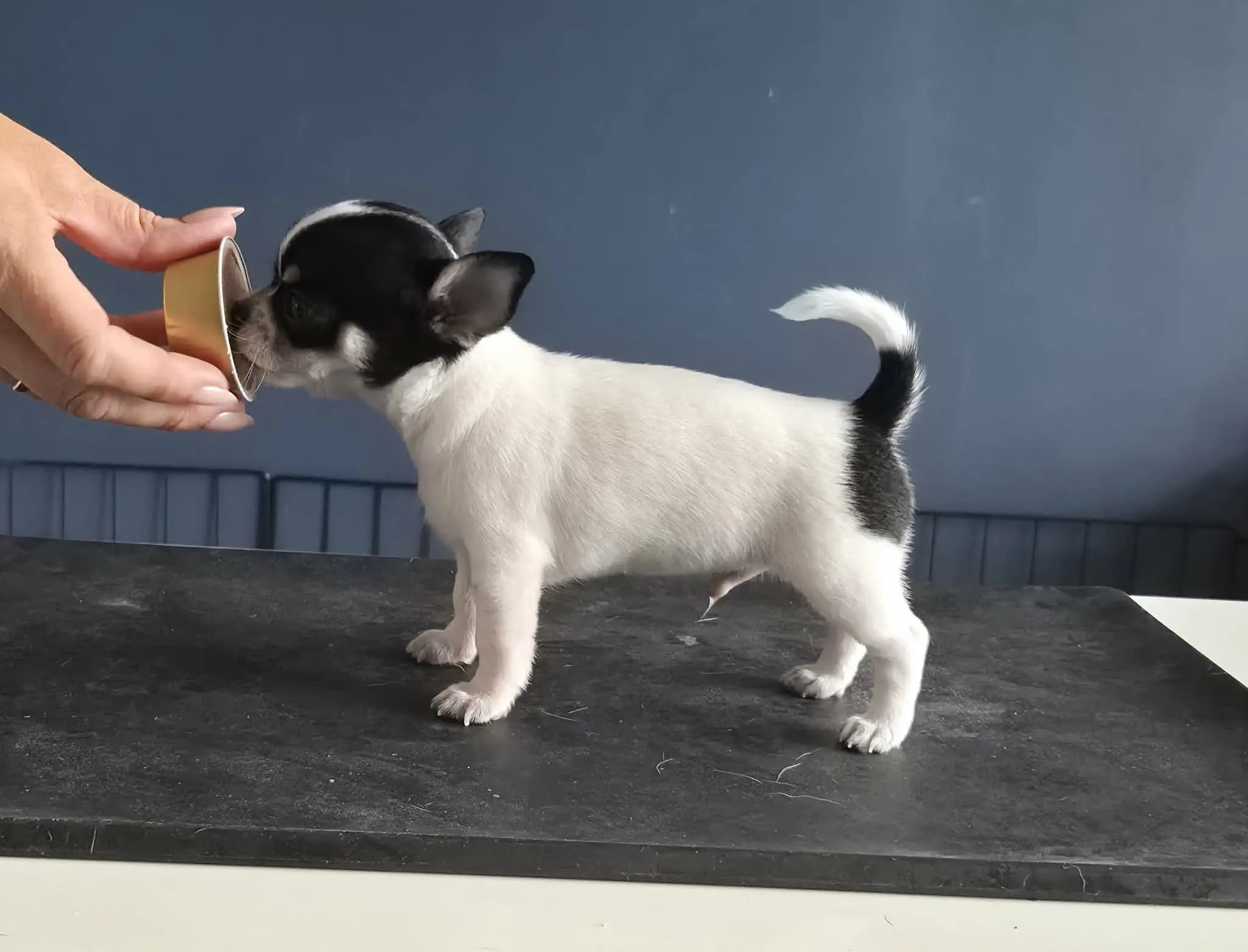 7 Valper - Chihuahua Korthåret