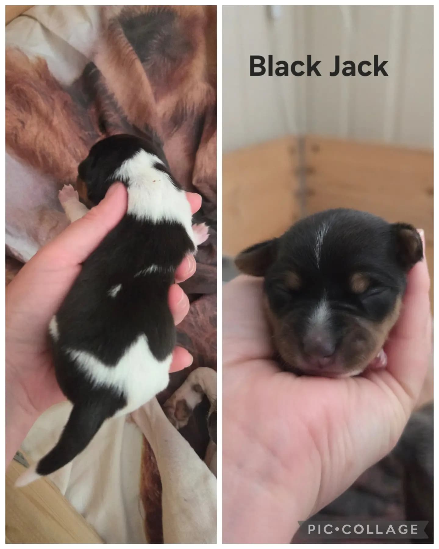 5 Valper - Terrier Brasileiro