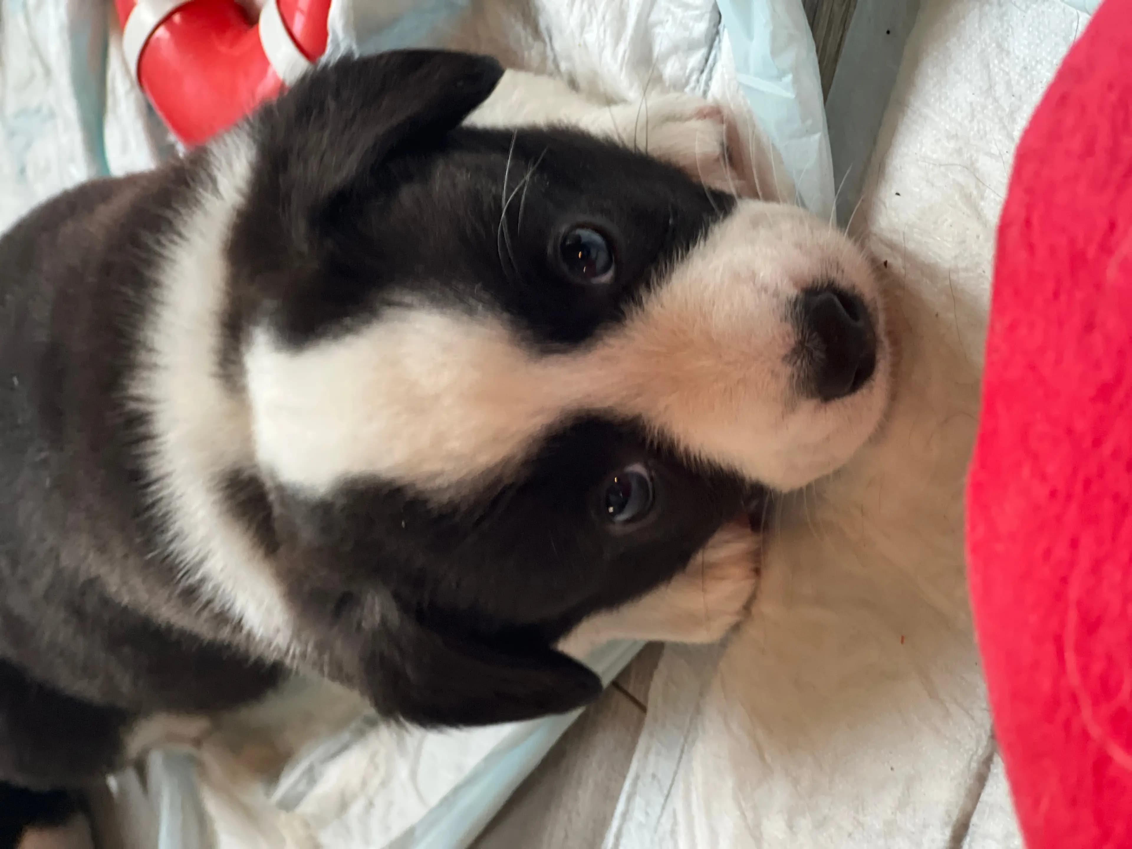 7 Valper - Welsh Corgi Cardigan