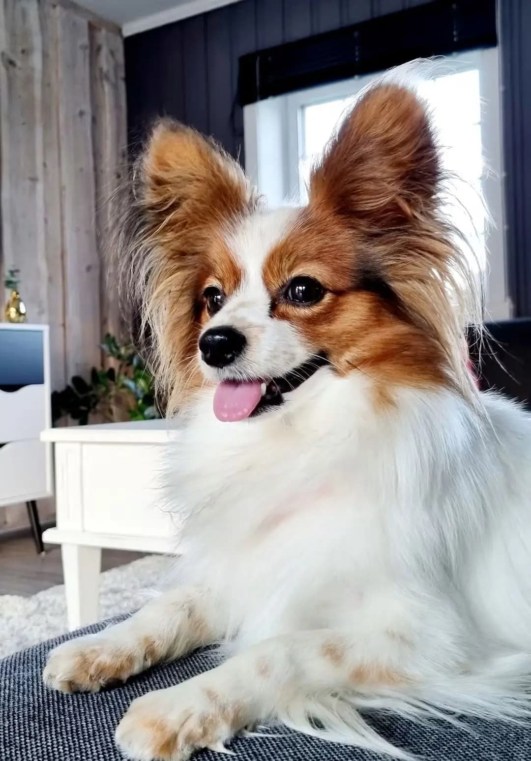 4 Valper - Papillon